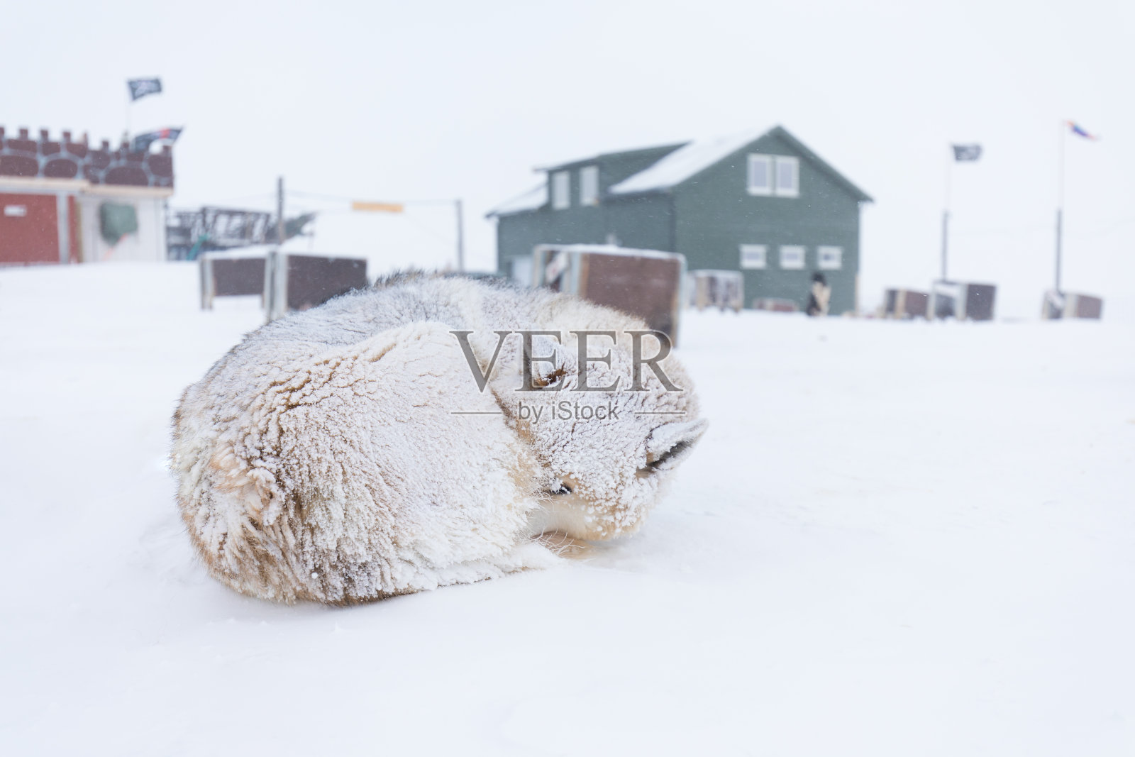 北极雪橇犬冬天时,暴风雪肆虐,挪威朗伊尔城、斯匹次卑尔根群岛、斯瓦尔巴特群岛。雪暴风雪。格陵兰狗是一种大品种的哈士奇型狗,作为雪橇犬。照片摄影图片