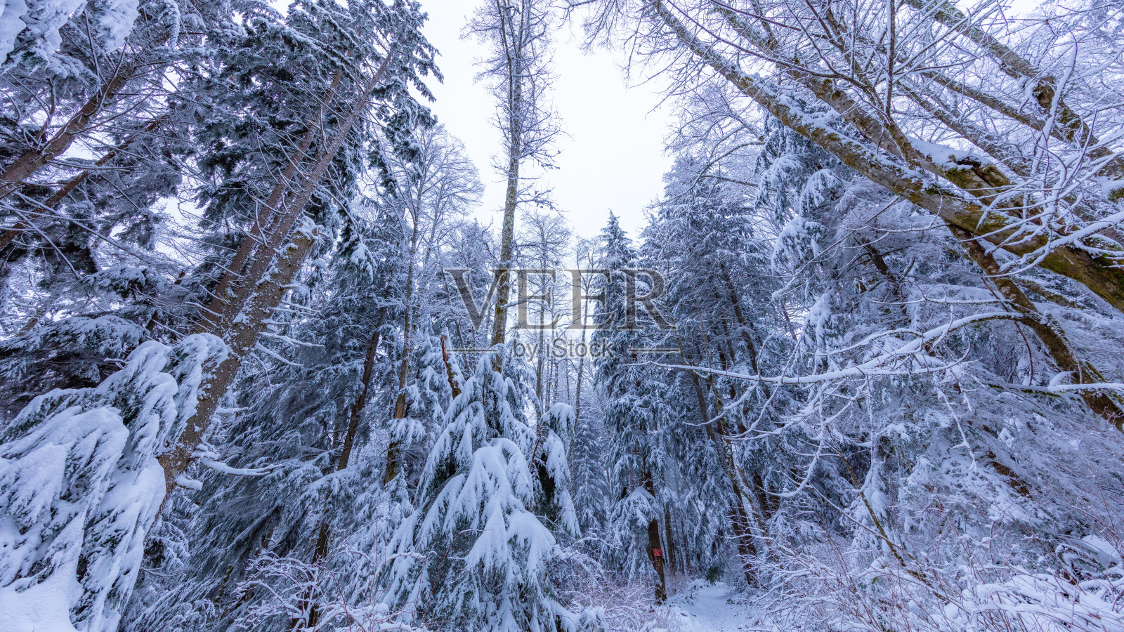 漫步在雪林里,吱吱山壁炉小径,华盛顿照片摄影图片