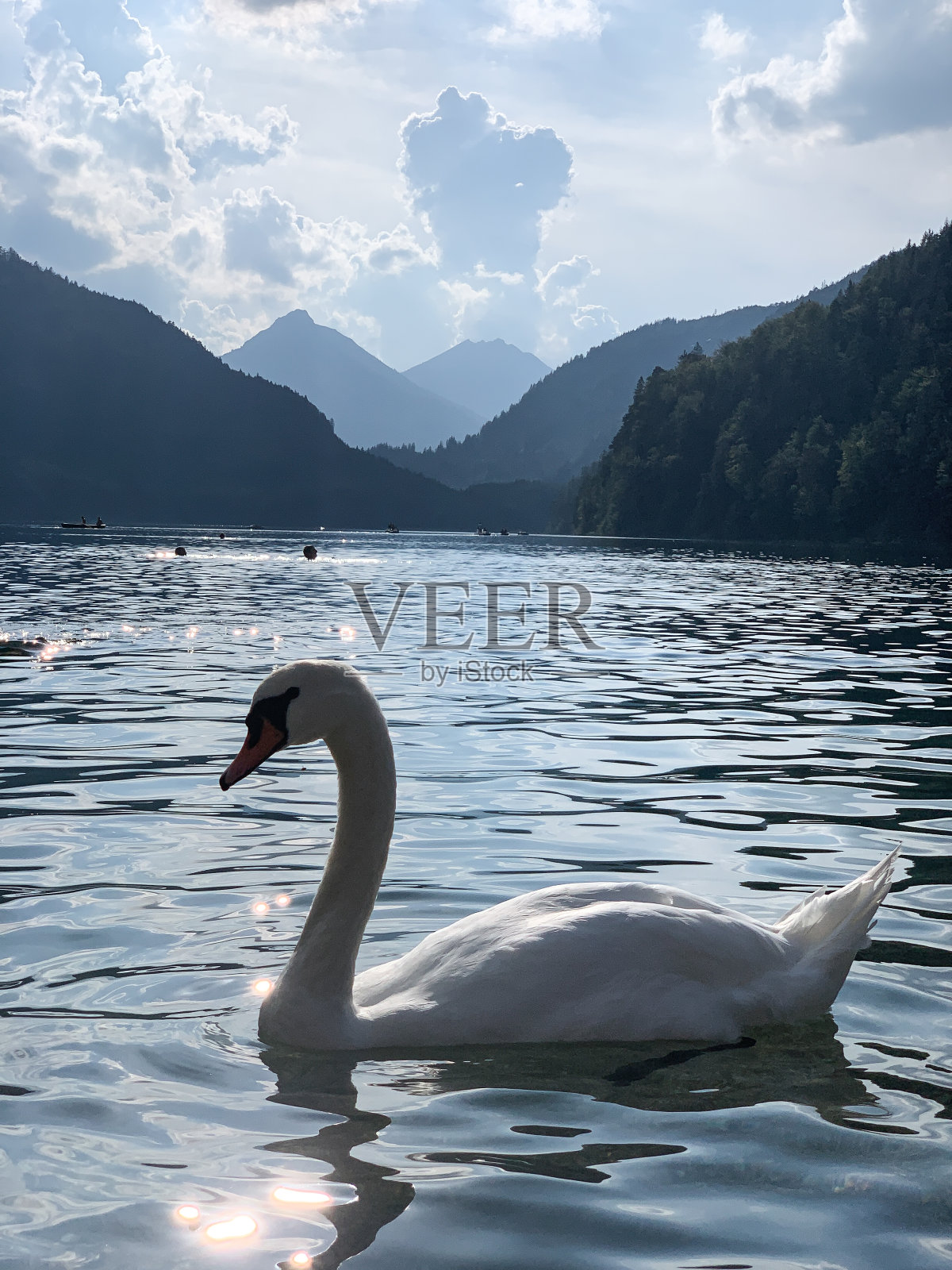 天鹅湖照片摄影图片