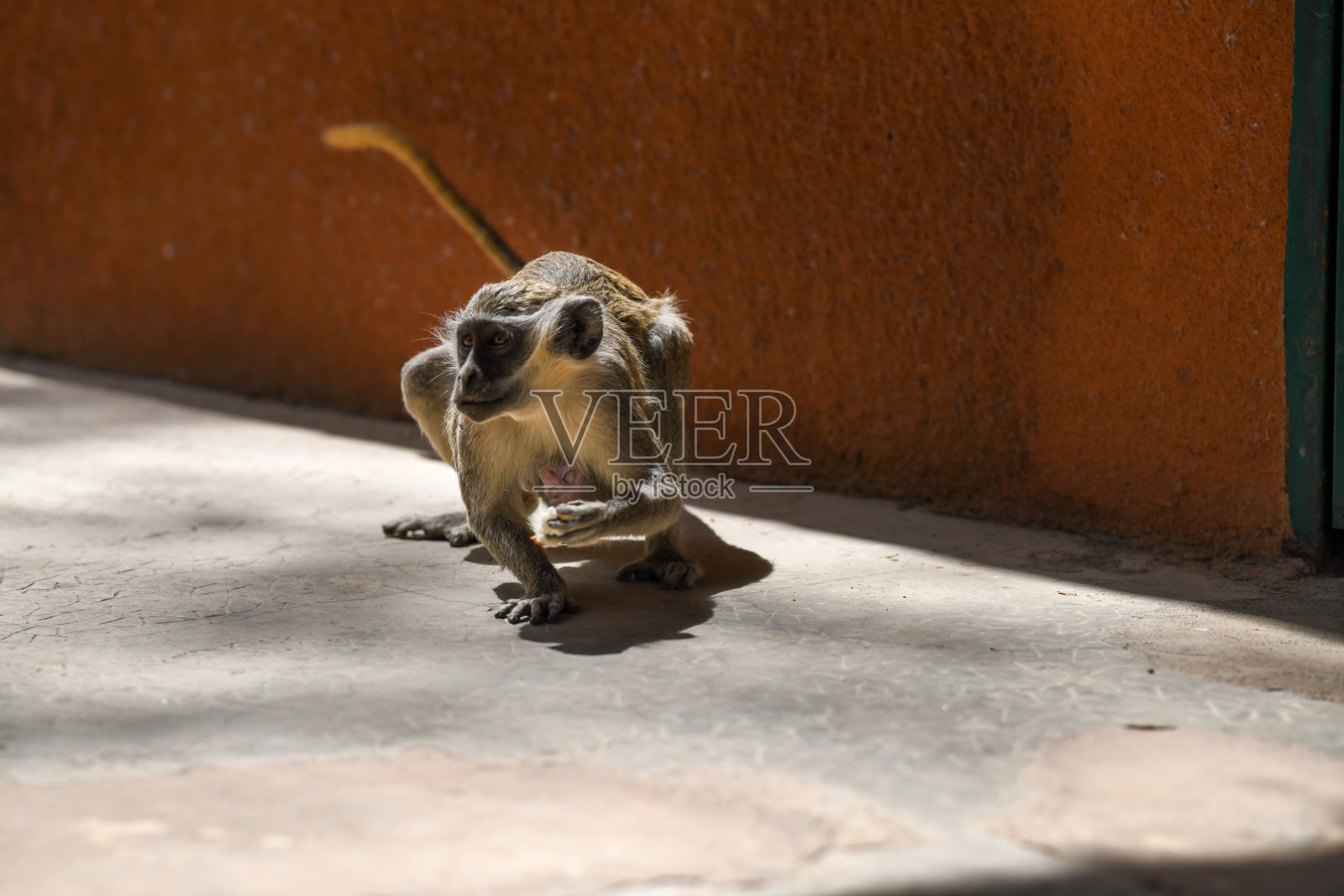 纳辛加国家公园里,一只猴子肚子上挂着一个婴儿在吃面包照片摄影图片