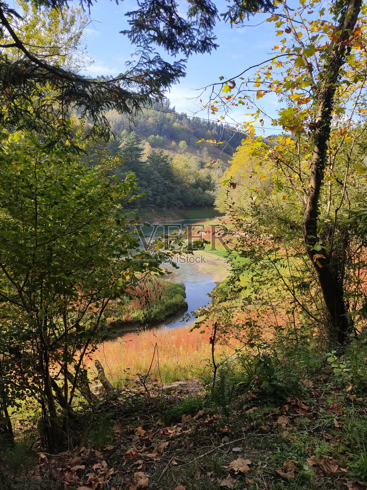 春天的绿色照片摄影图片