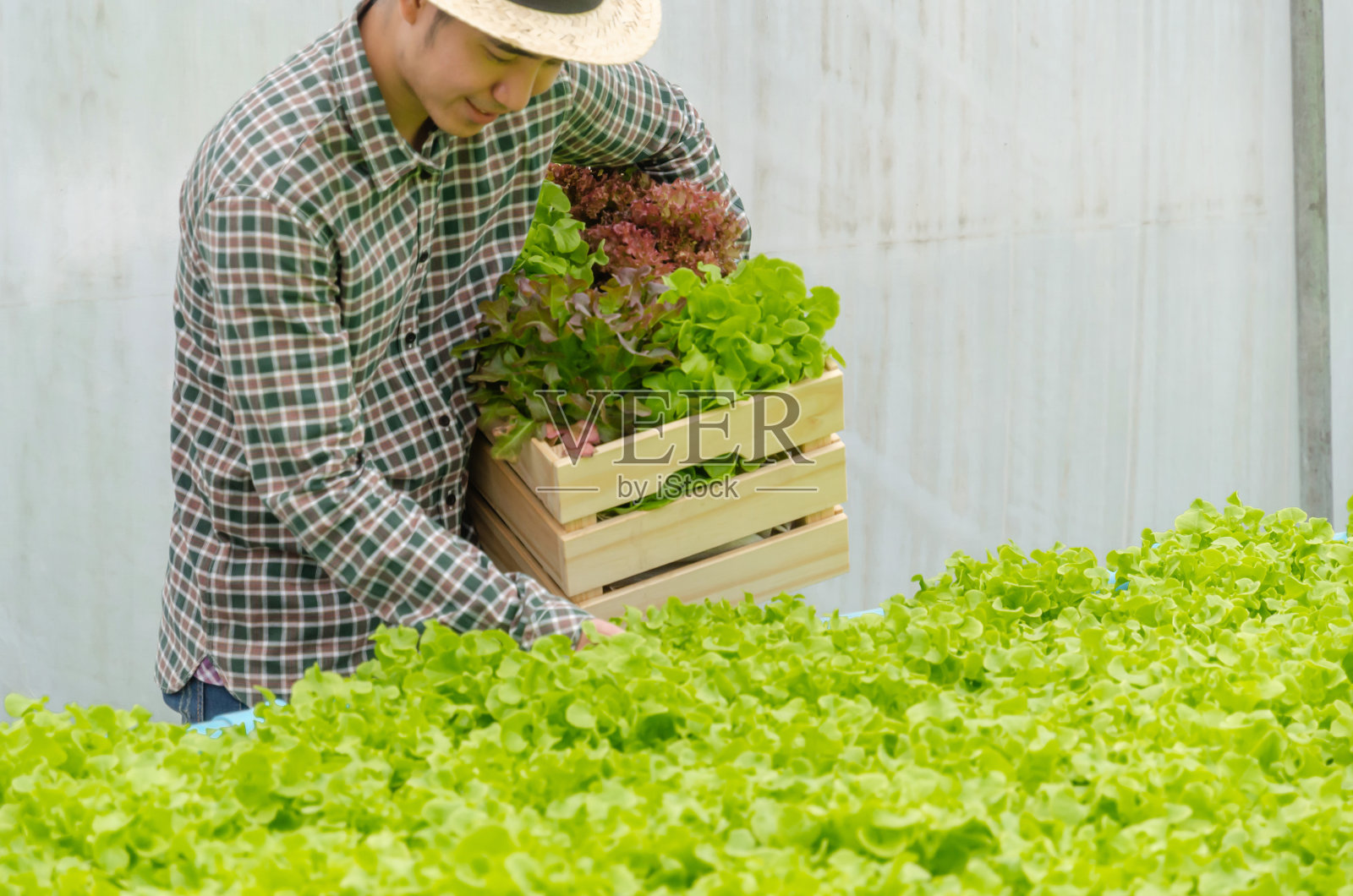 友好的农民收获新鲜的绿色和红橡树生菜沙拉,有机水培蔬菜在温室苗圃农场,农业经营,有机蔬菜农场和健康食品的概念照片摄影图片