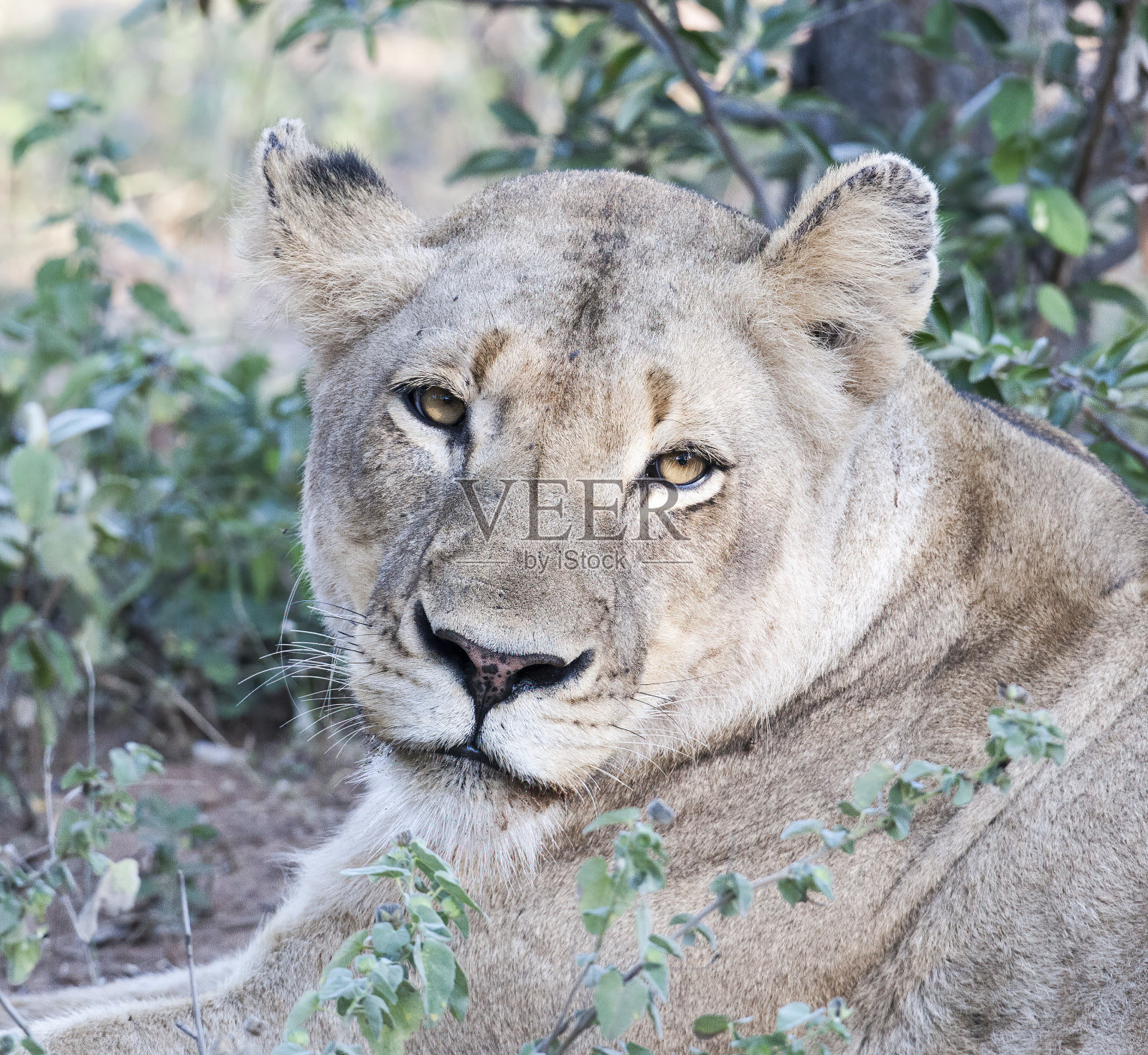 雌狮子肖像库存照片照片摄影图片