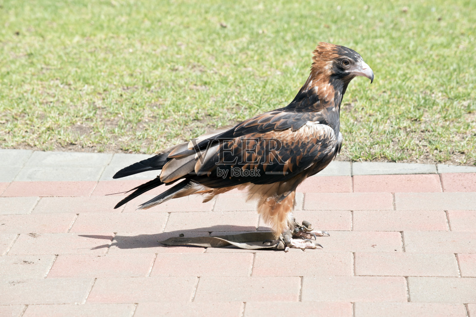 这是一只黑头秃鹰的侧视图照片摄影图片