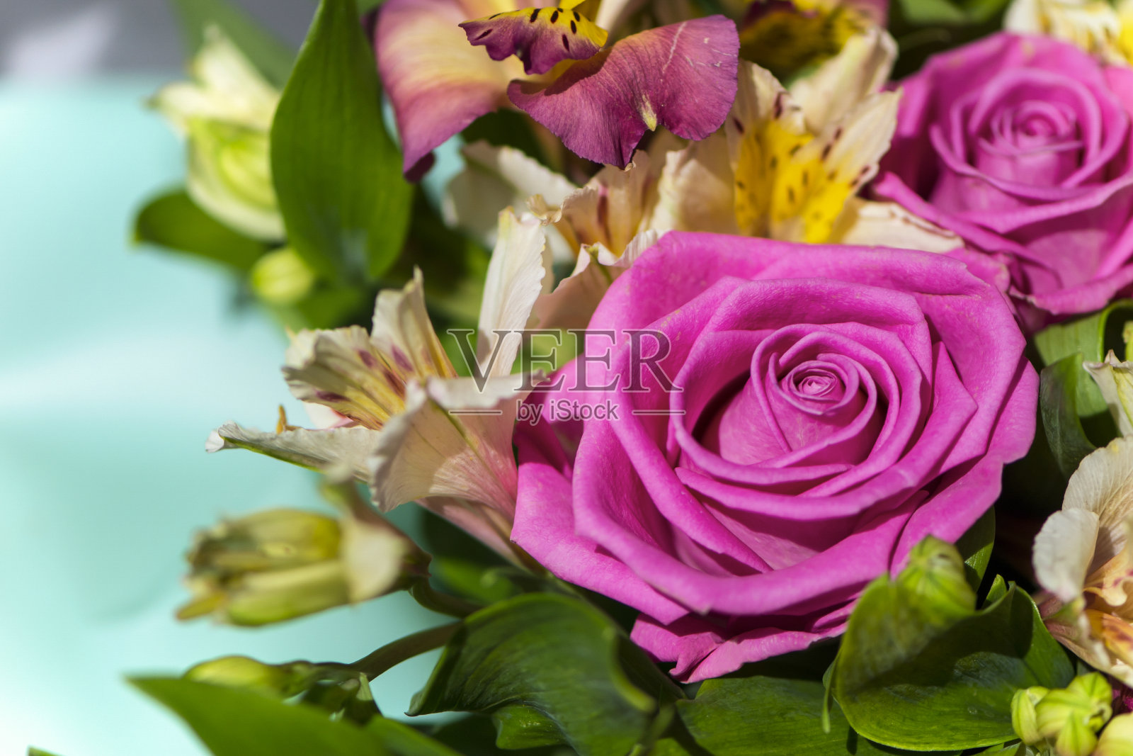 背景美丽的粉红色玫瑰特写照片摄影图片