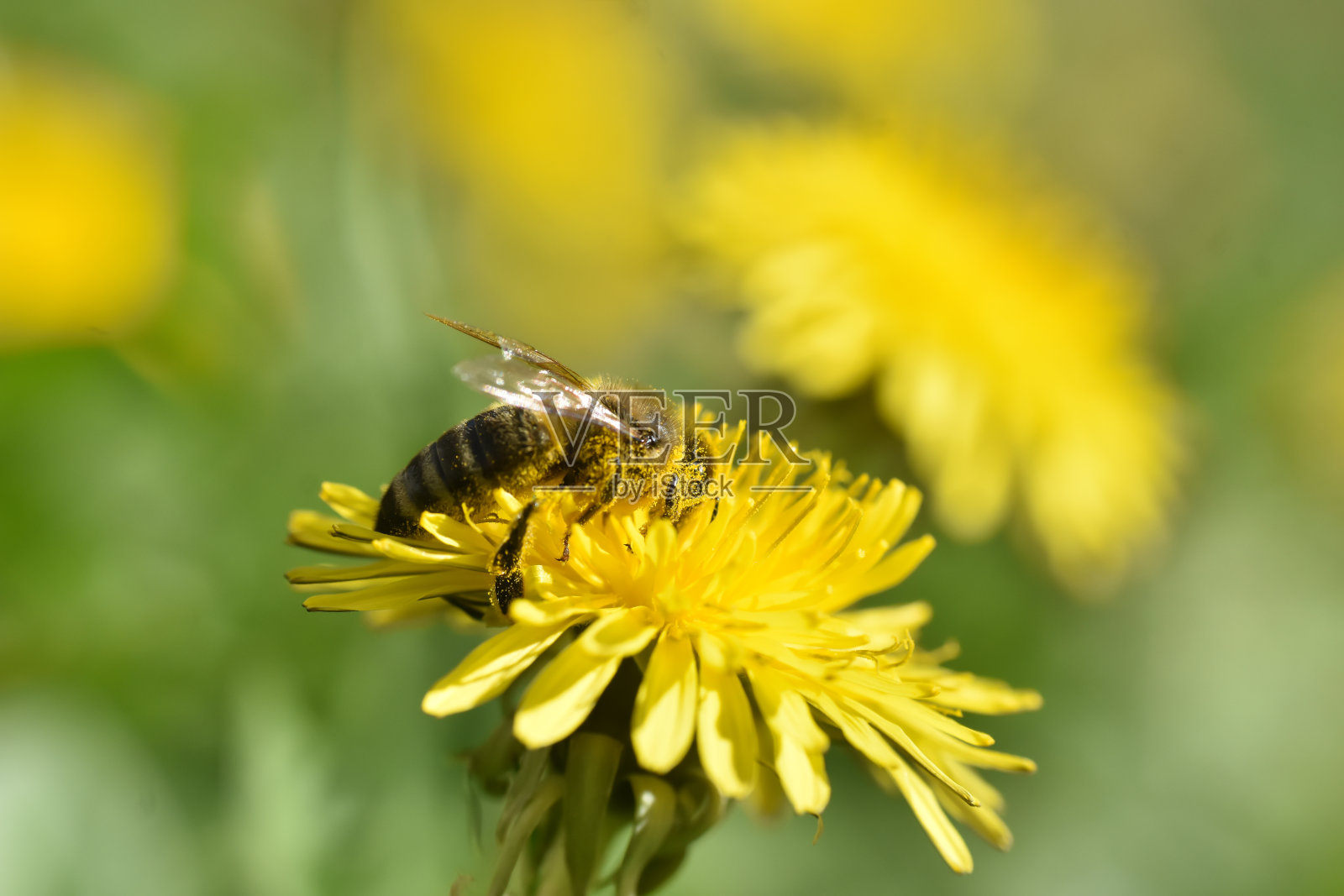 蜜蜂在蒲公英花上照片摄影图片