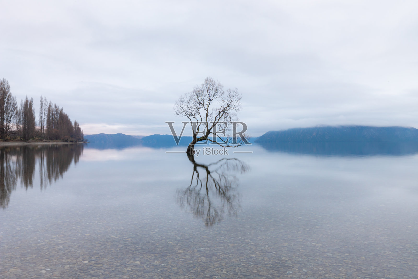 瓦纳卡树,新西兰瓦纳卡湖最著名的柳树照片摄影图片