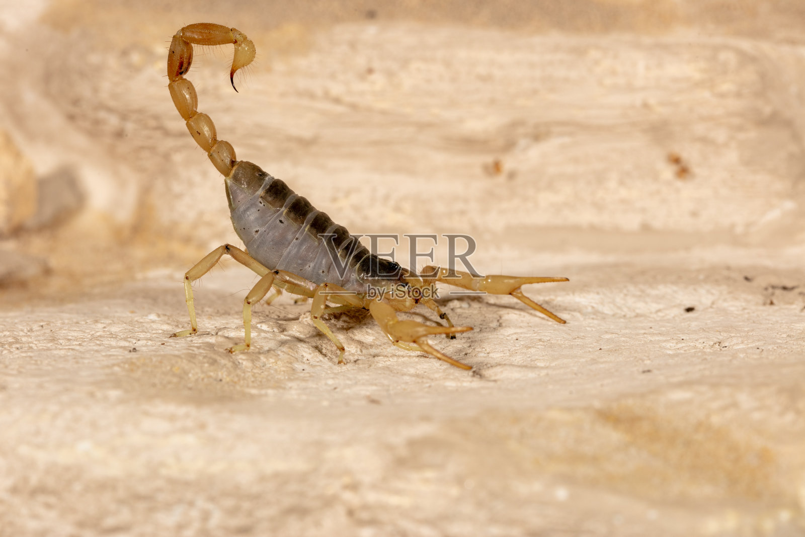 巨型沙漠毛蝎照片摄影图片