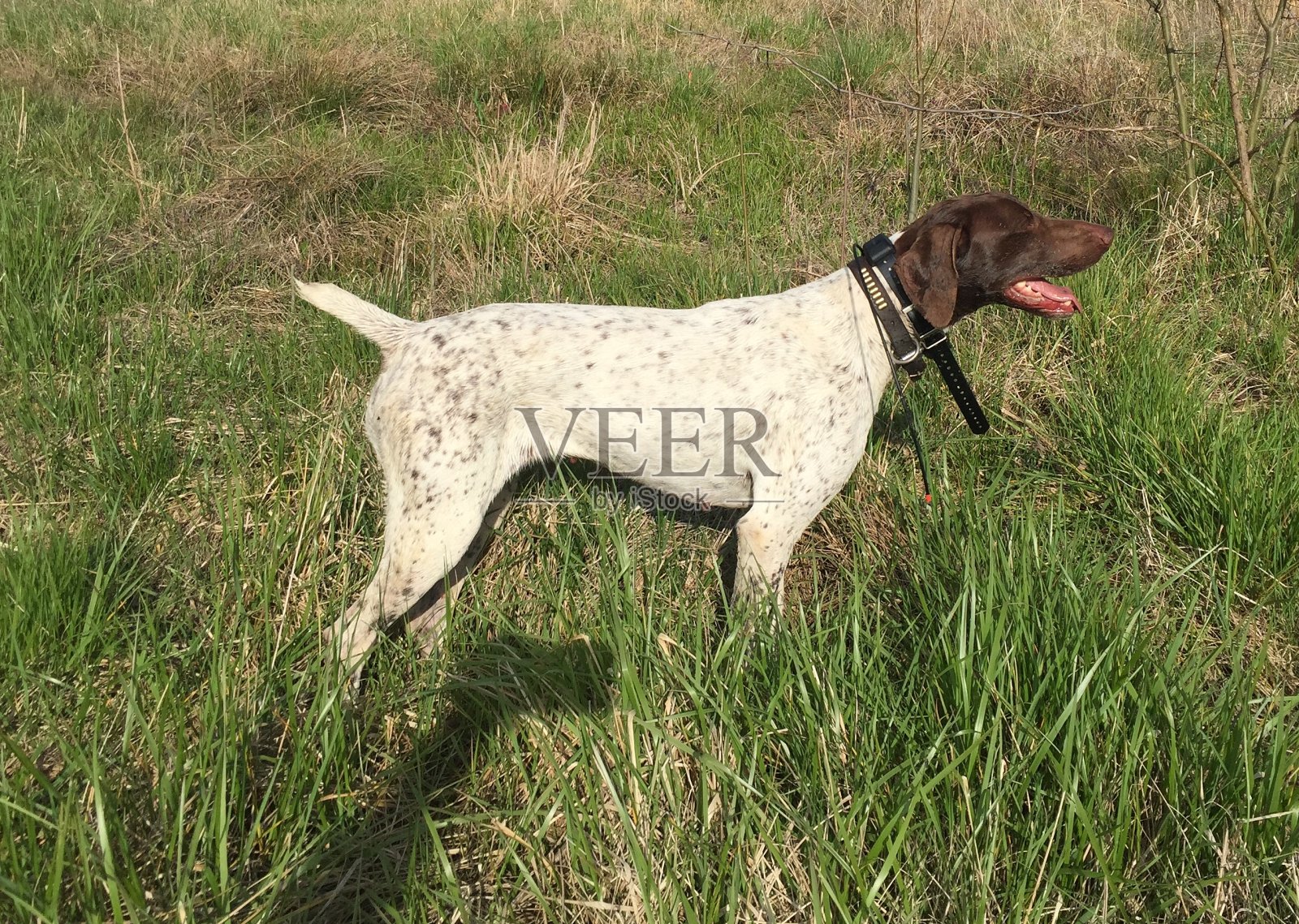 英语指针指向点照片摄影图片