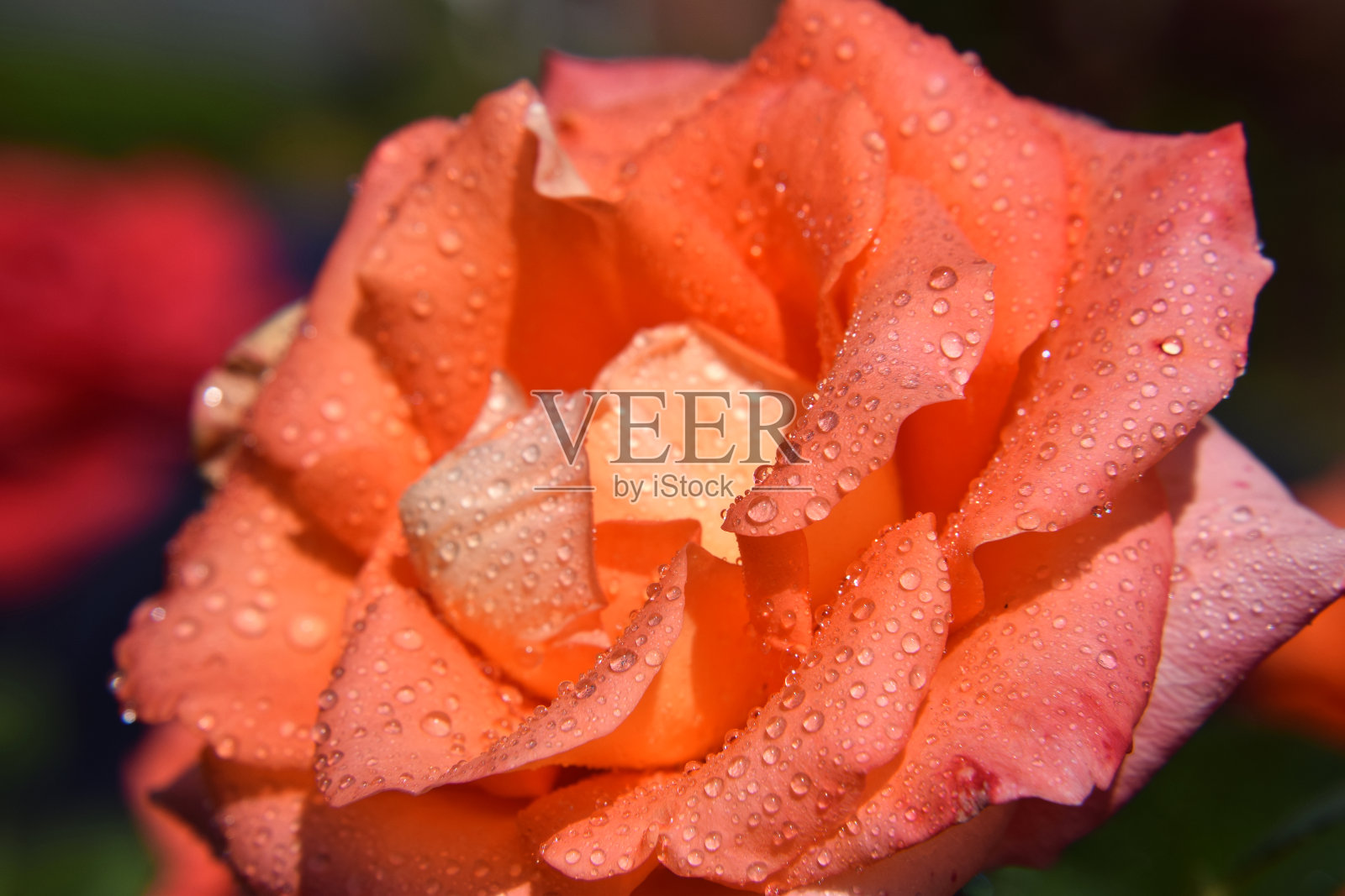 橙色玫瑰花与水滴在花瓣上-美丽的花园照片摄影图片