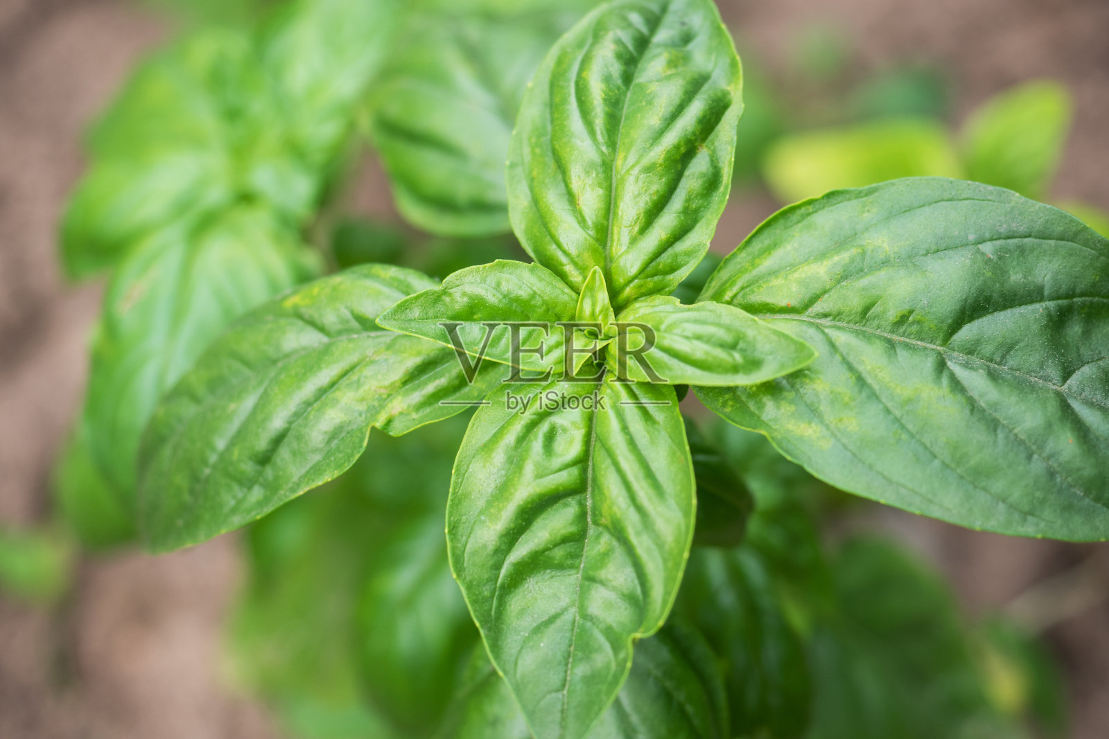 绿色的罗勒叶。这种芳香的调料生长在花园的花圃里。照片摄影图片