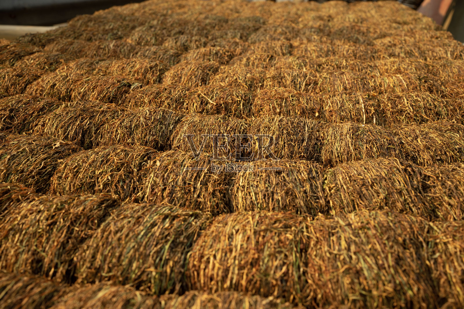干燥的烟草。照片摄影图片
