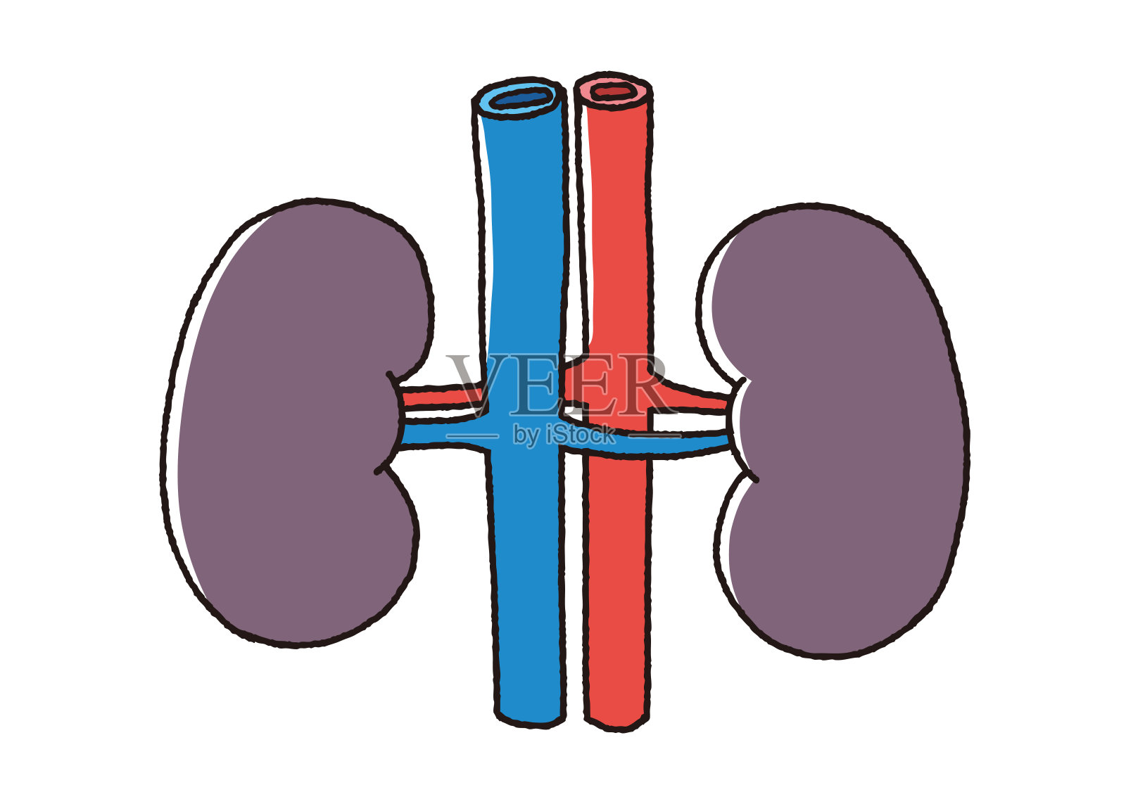 一个不健康的肾,肾衰竭插画图片素材