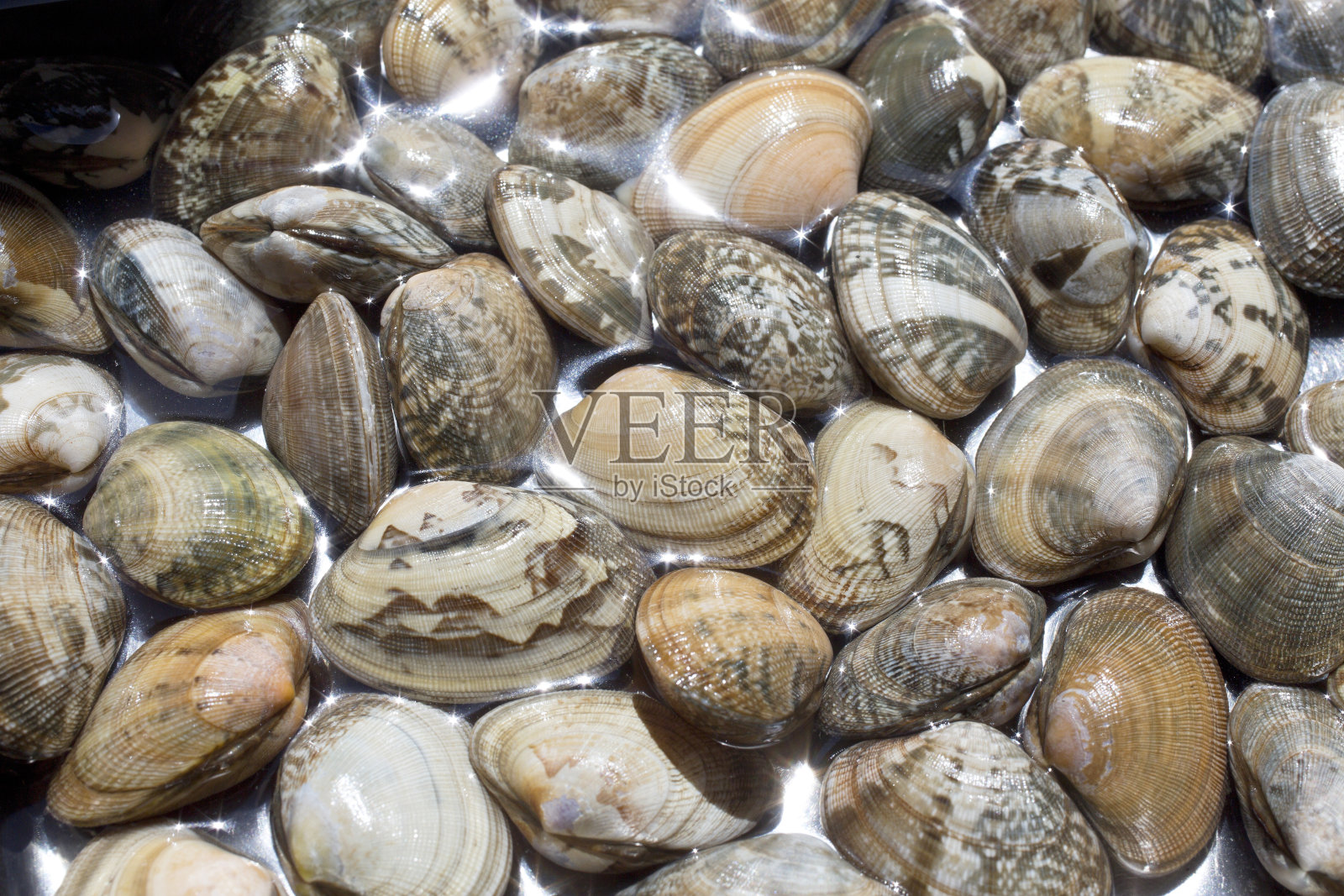 日本小颈蛤(马尼拉蛤)照片摄影图片