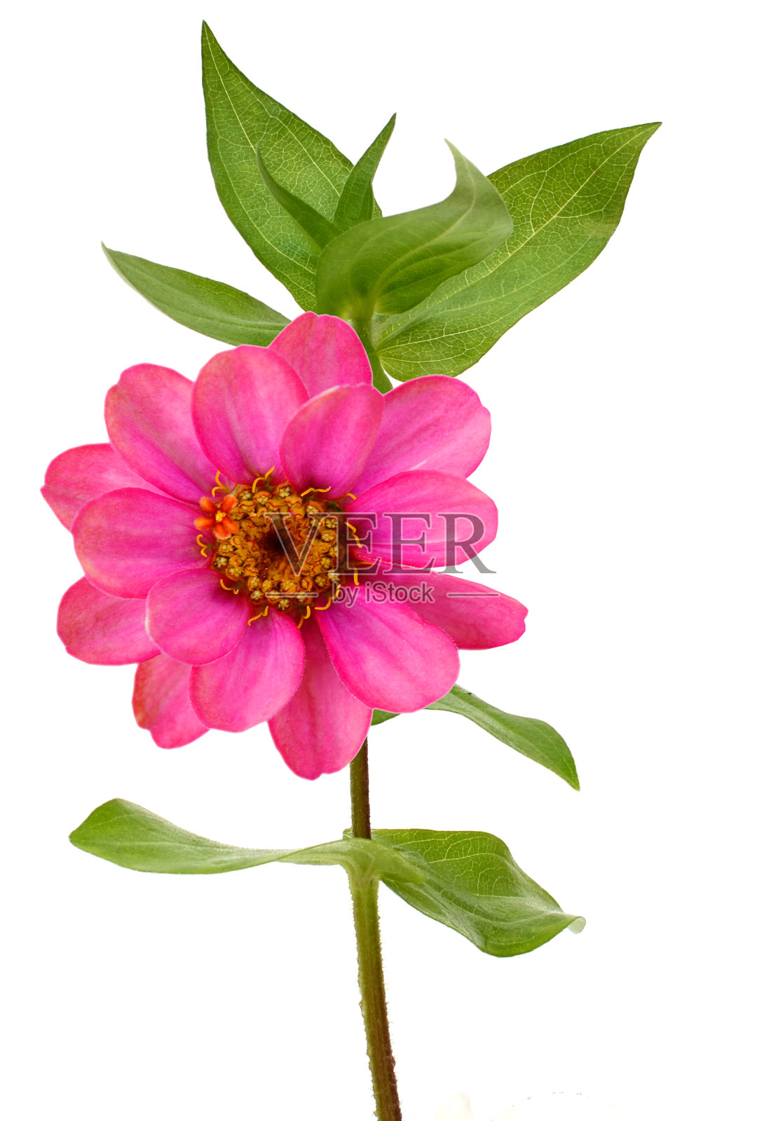 白色背景上的百日草花照片摄影图片