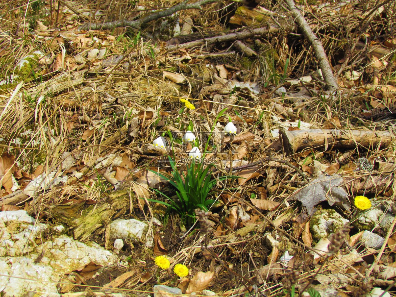 春天的雪花和款冬照片摄影图片