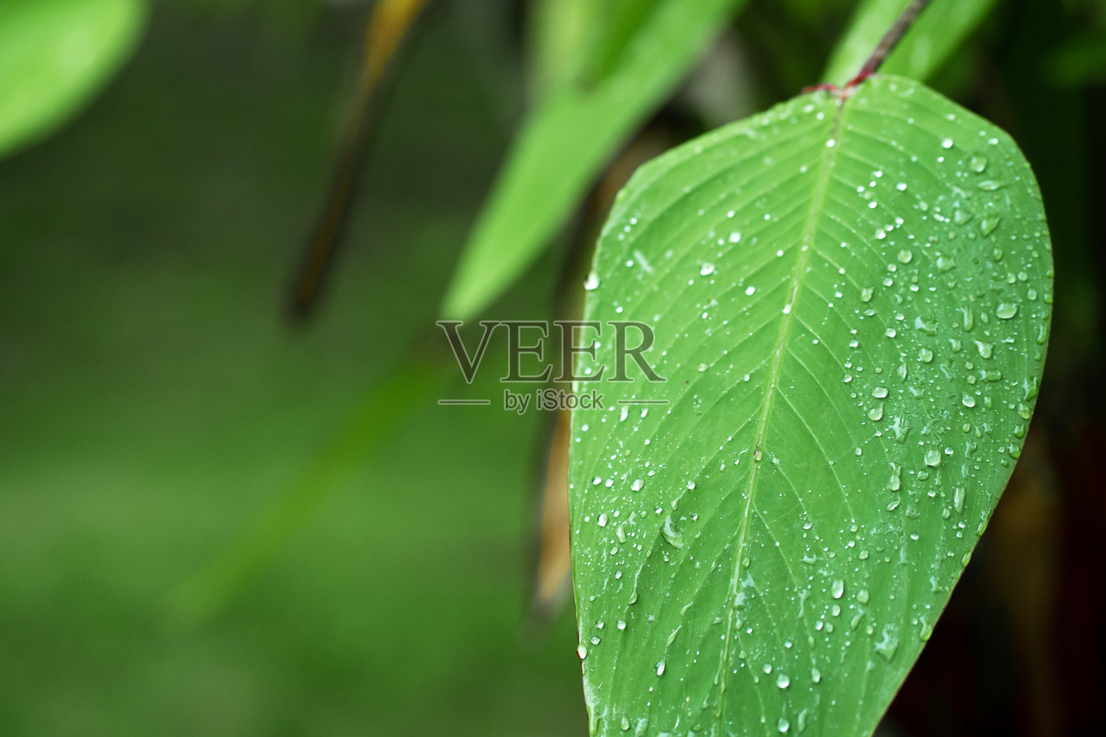 雨滴落在绿叶上。植物的自然水合作用。照片摄影图片
