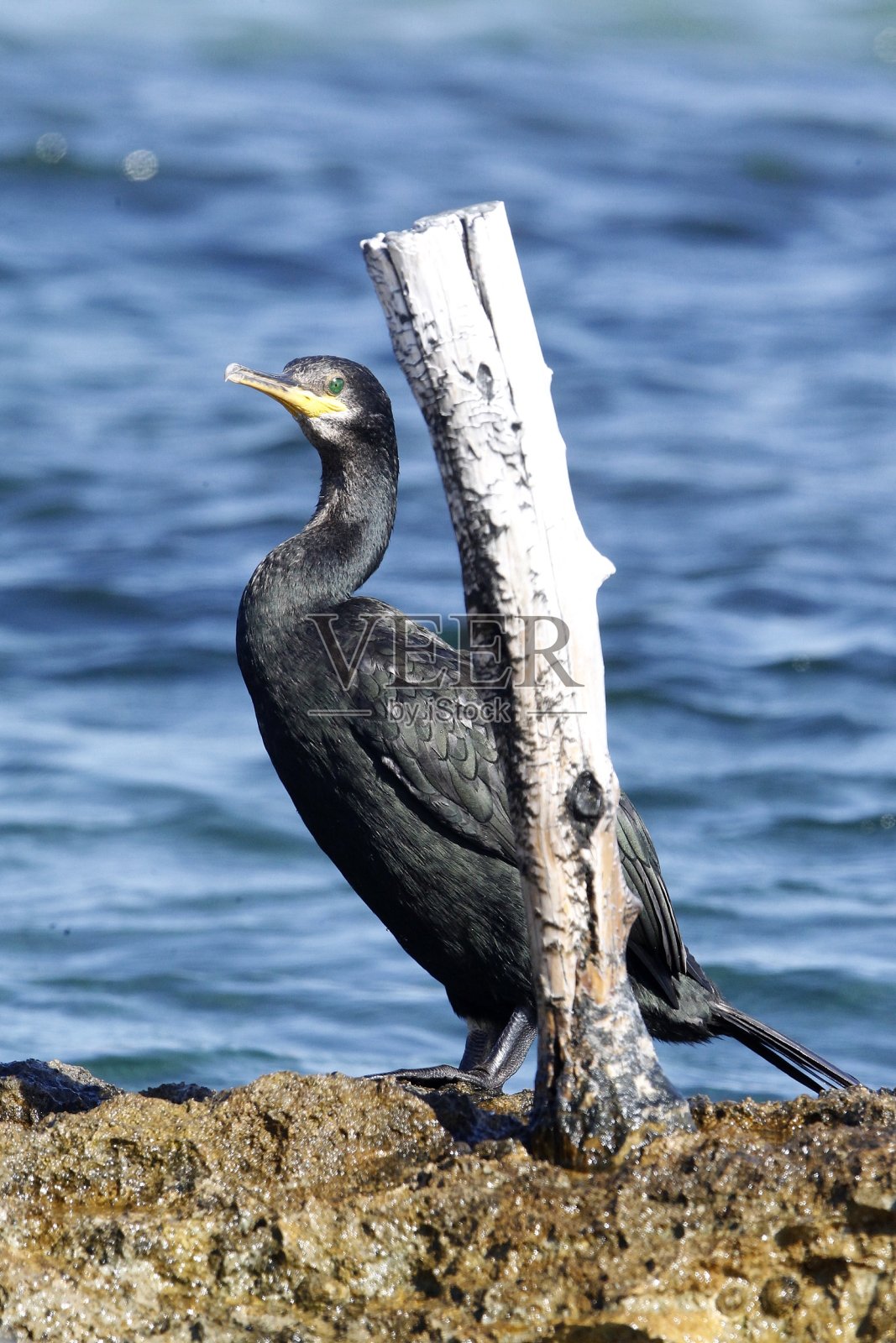 福门特拉岛的景观和动物群(西班牙)照片摄影图片