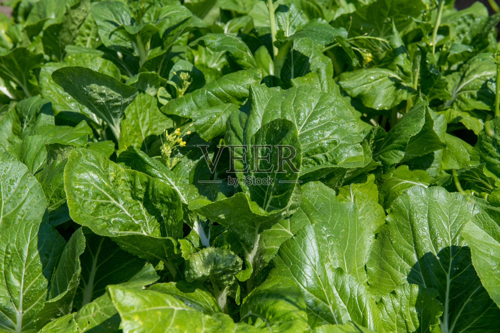 城市蔬菜园,圣克拉拉,古巴照片摄影图片