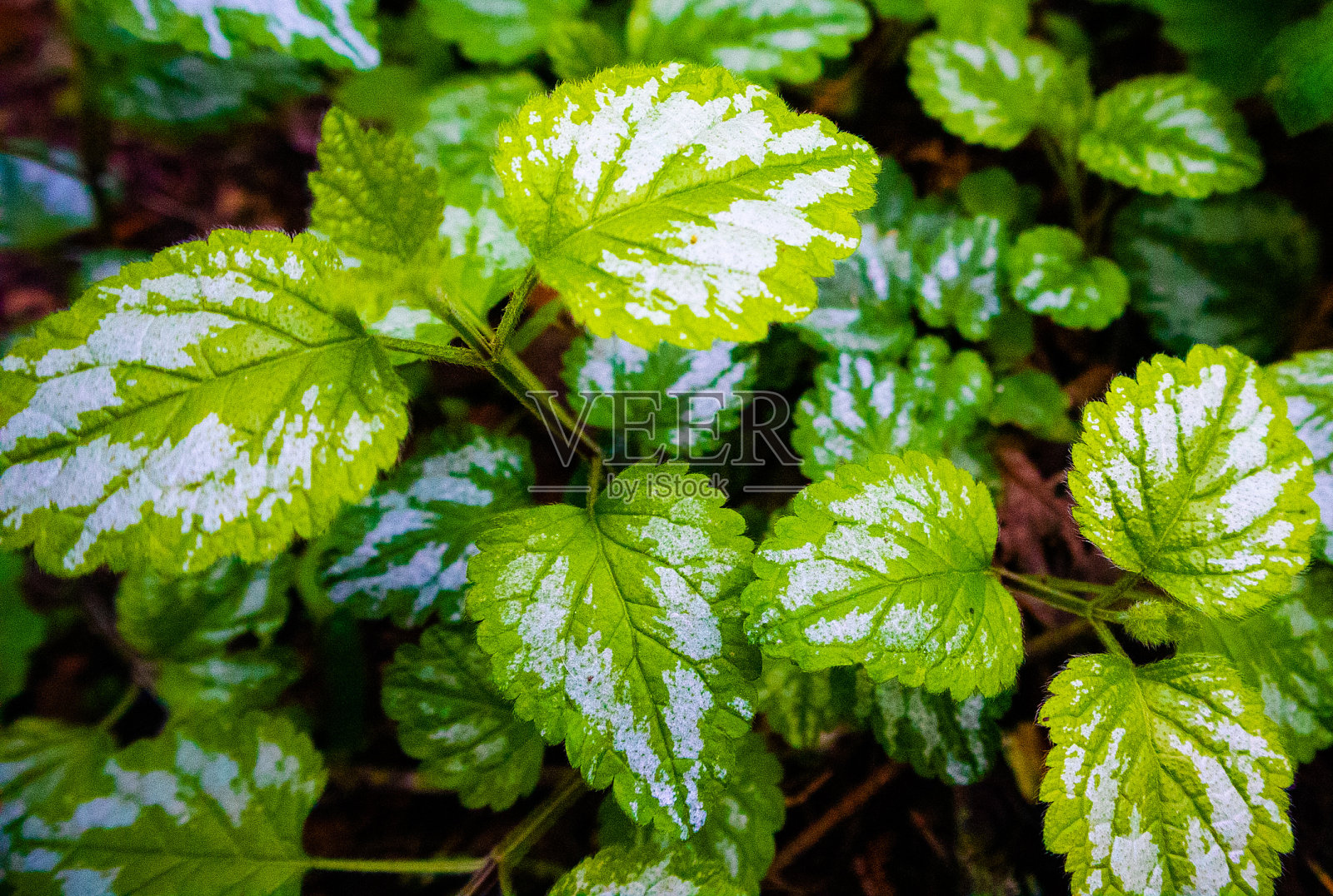 华盛顿照片摄影图片