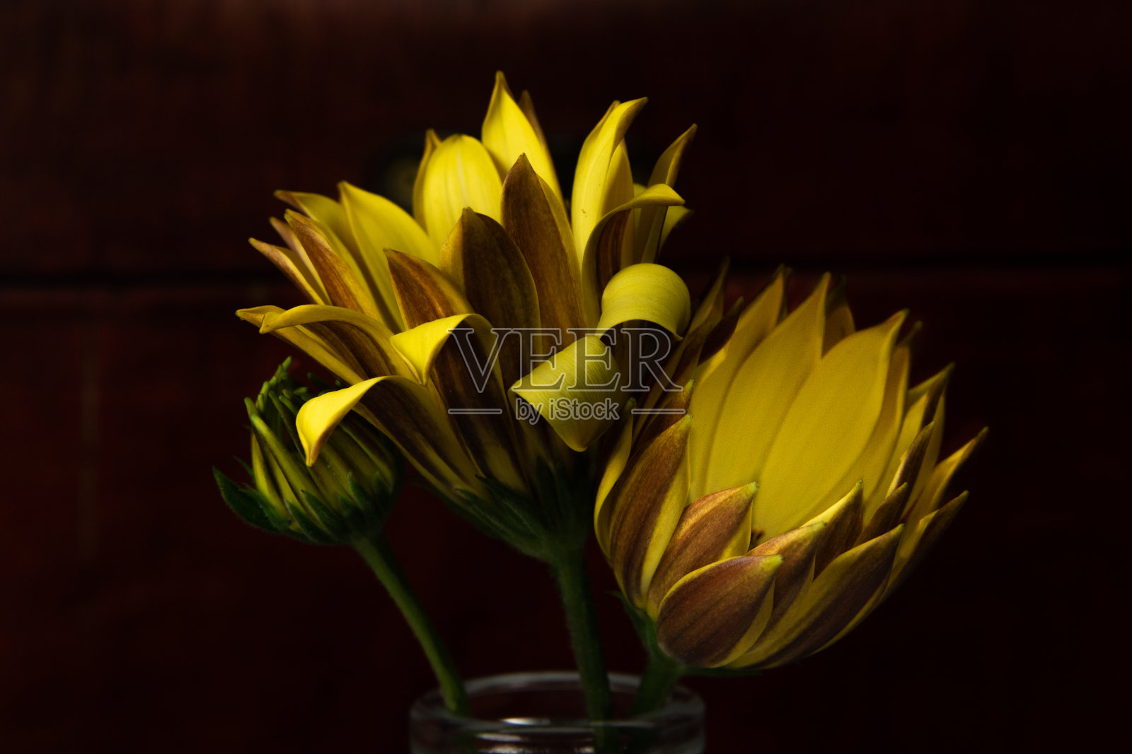 非洲雏菊照片摄影图片