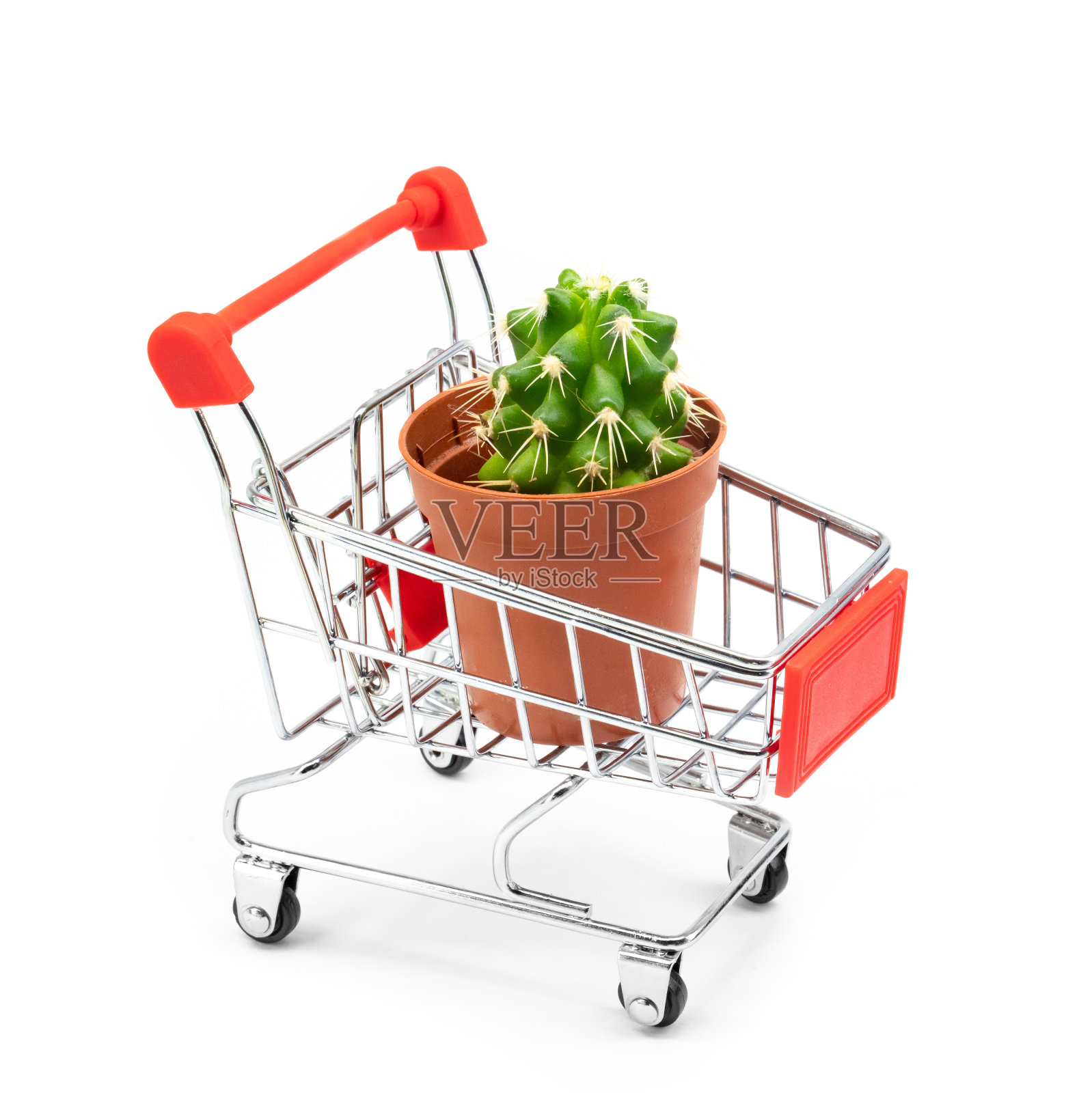小绿色多刺仙人掌在购物车里。照片摄影图片