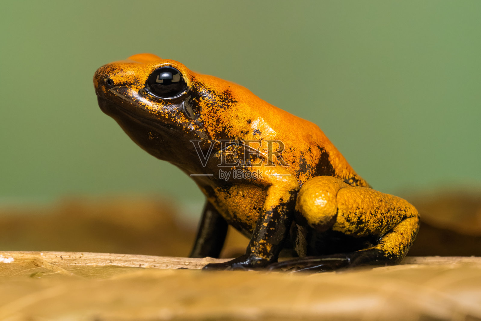 金毒蛙照片摄影图片