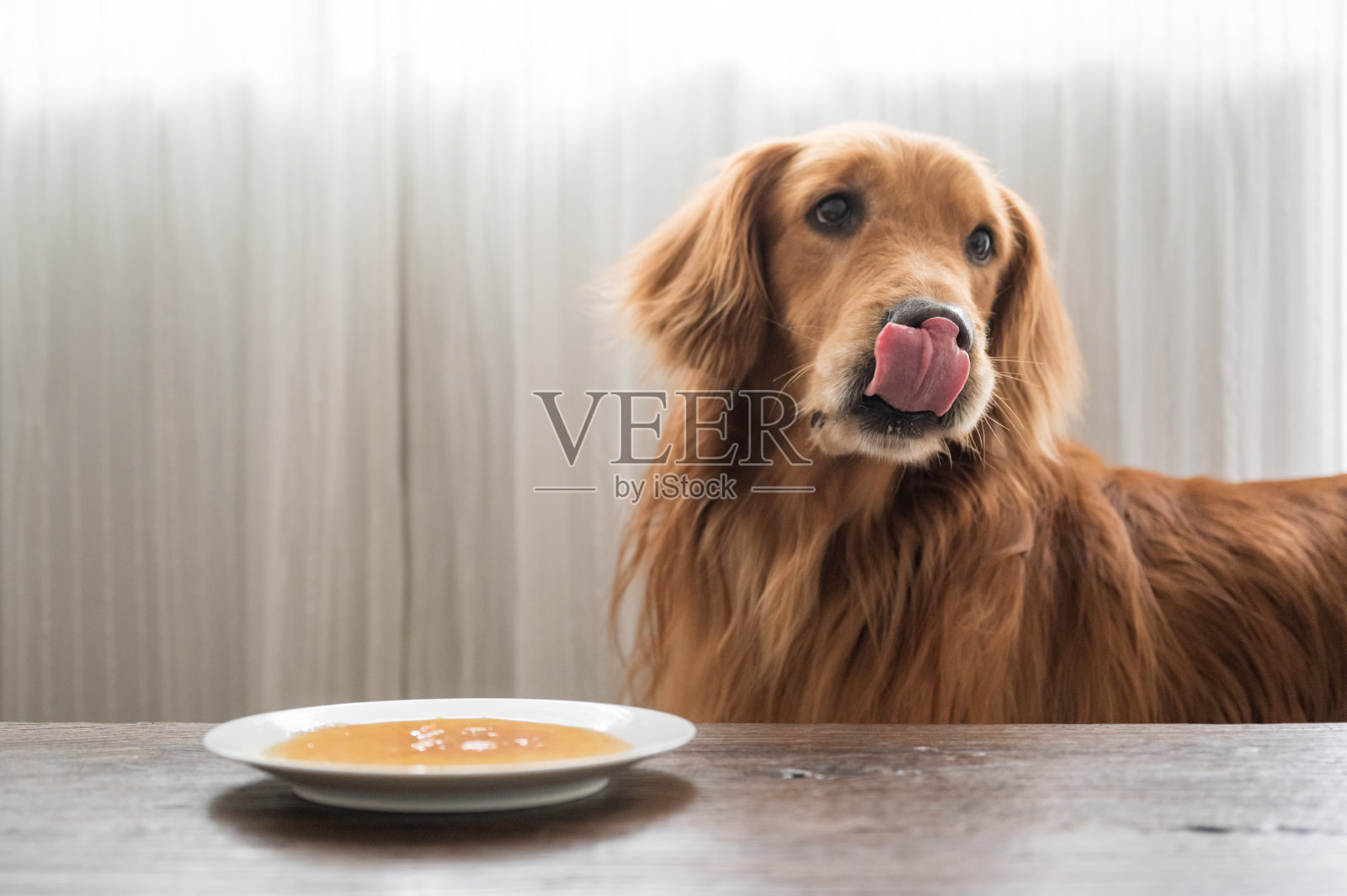 金毛猎犬在吃盘子里的食物照片摄影图片