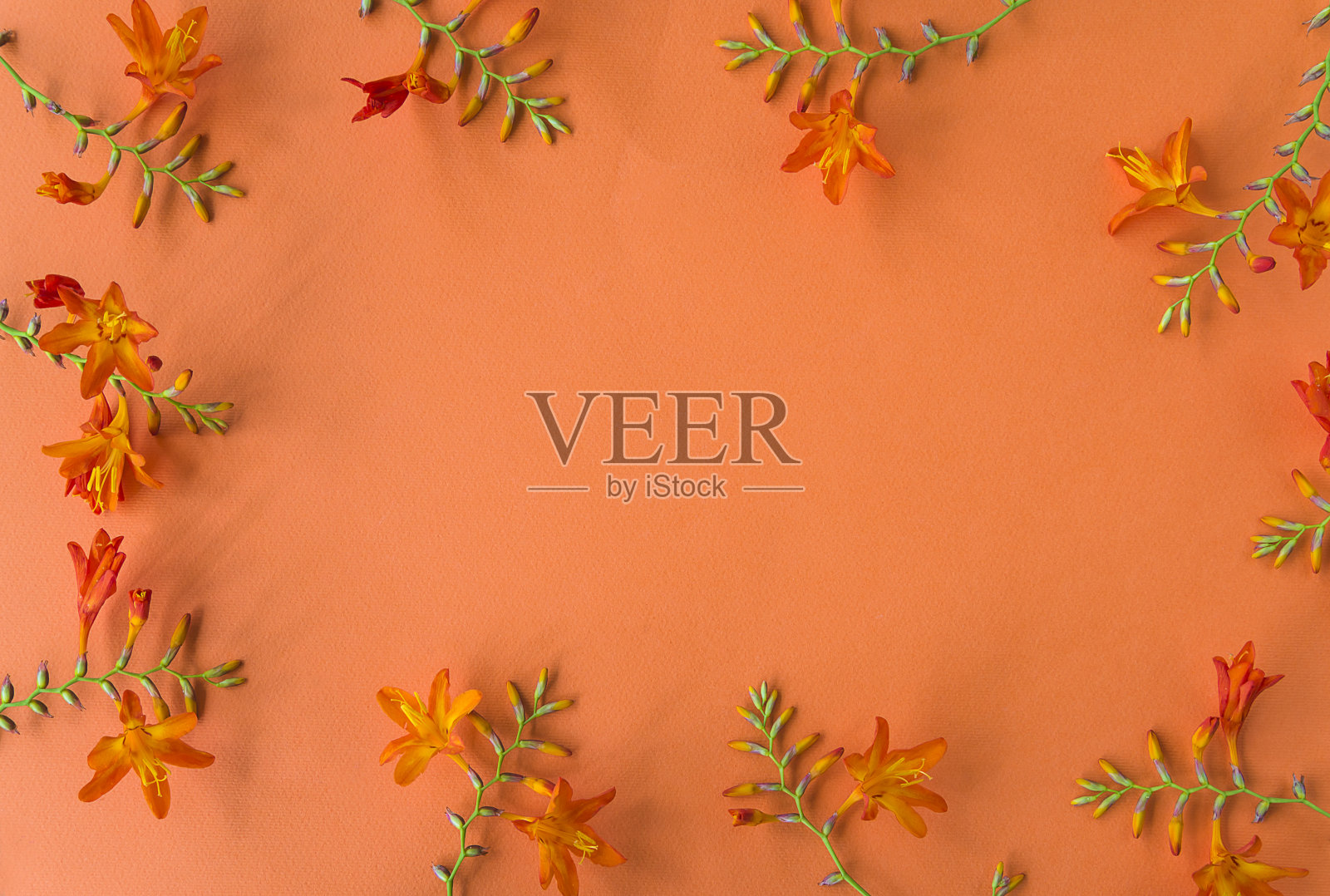 美丽的花卉框架照片摄影图片