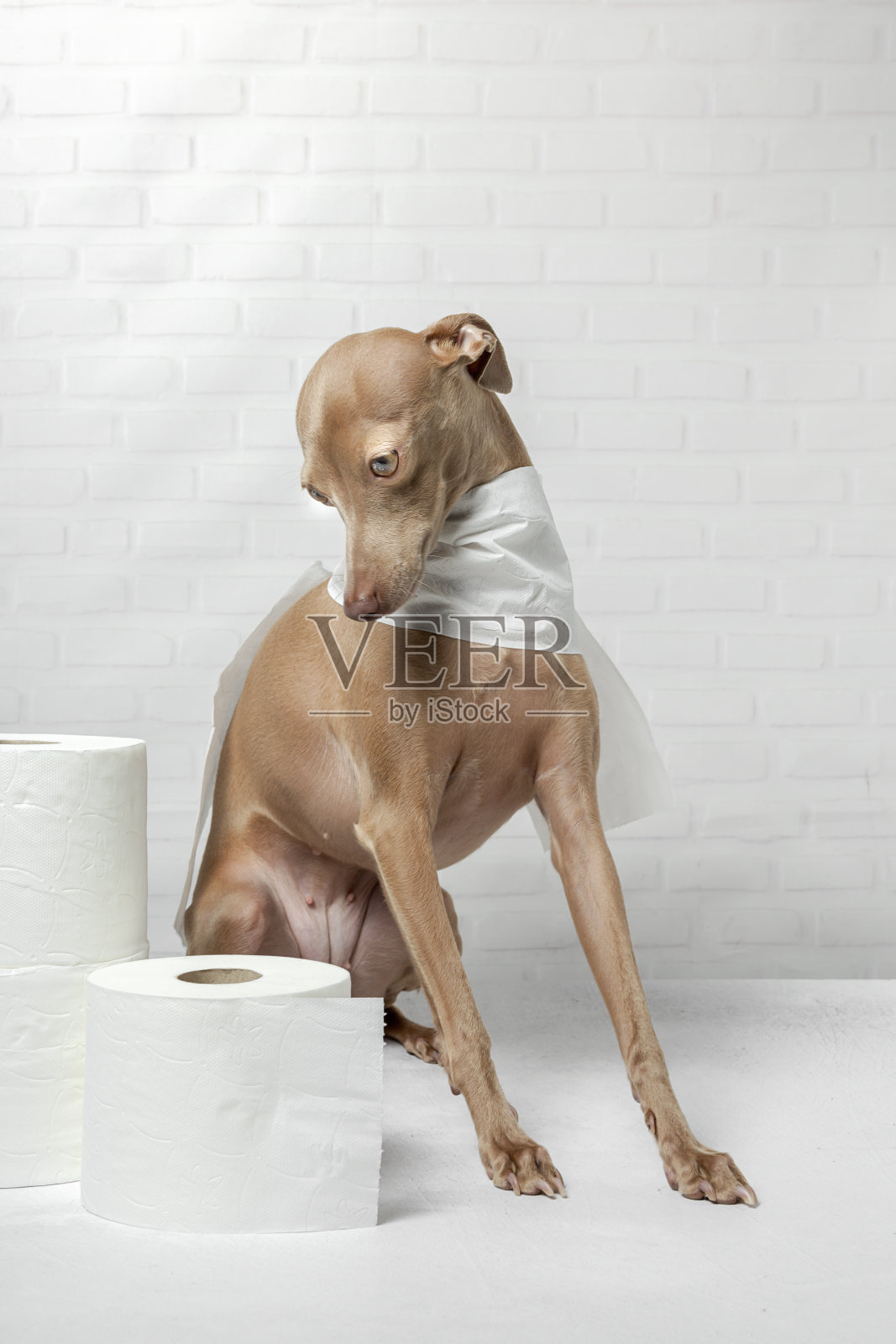 意大利灰狗在玩手纸卷照片摄影图片