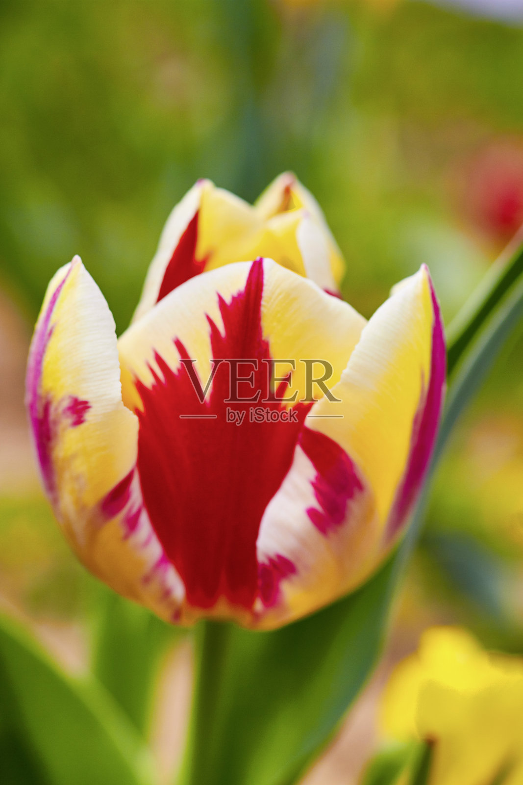 红色的郁金香开花了照片摄影图片