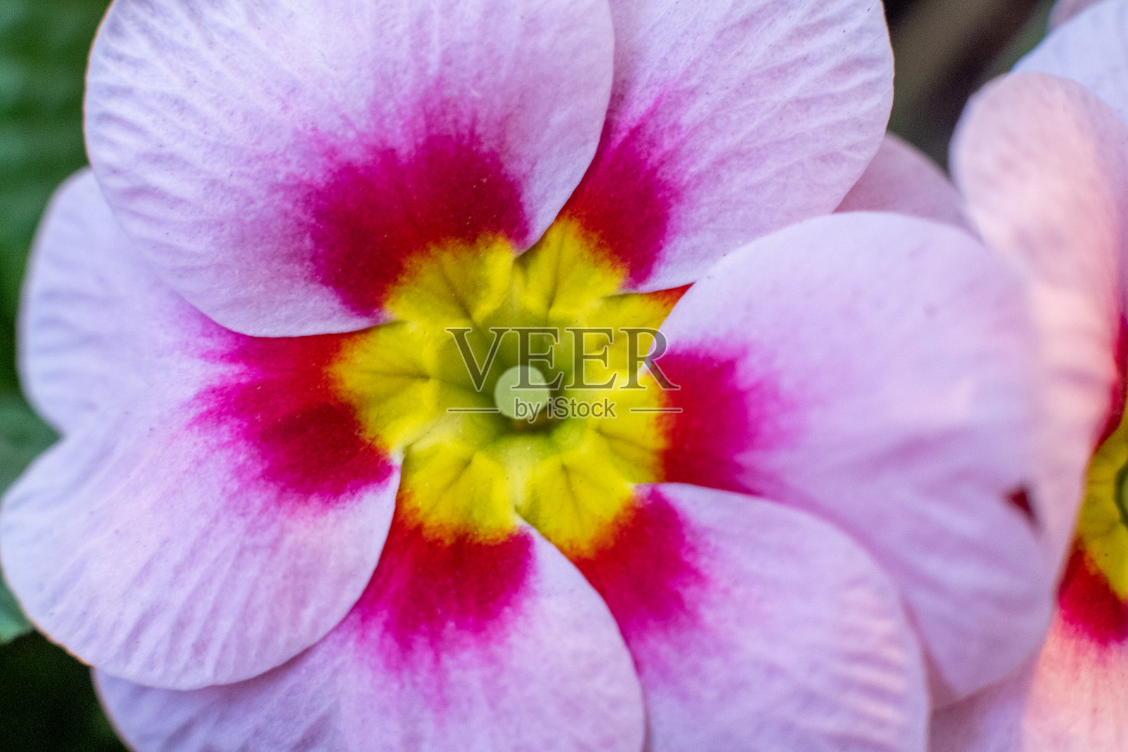 特写微距红粉黄报春花背景照片摄影图片