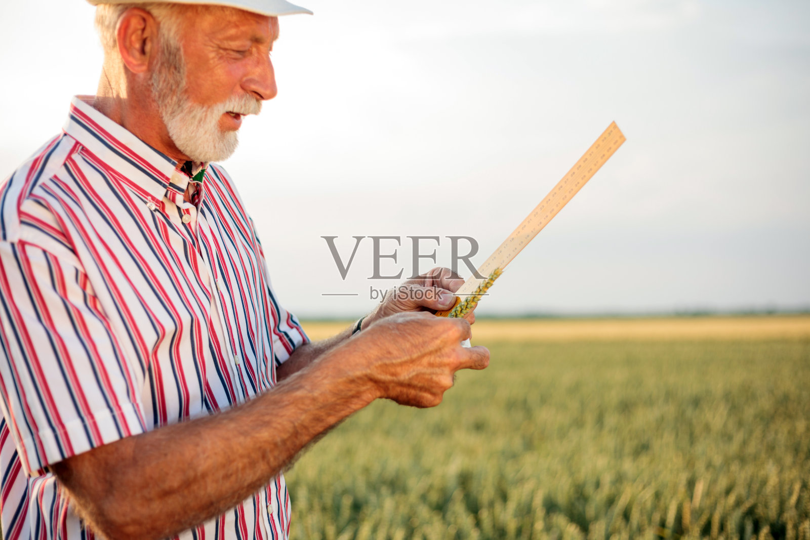 在收割前测量麦粒的高级农学家或农民照片摄影图片