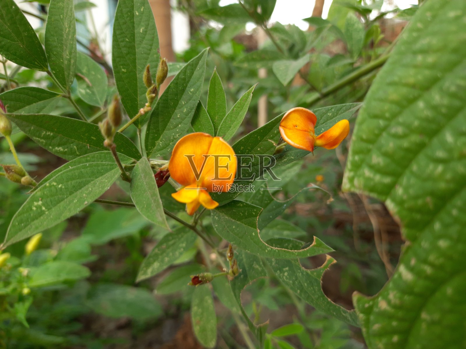 带花的鸽豆田。照片摄影图片