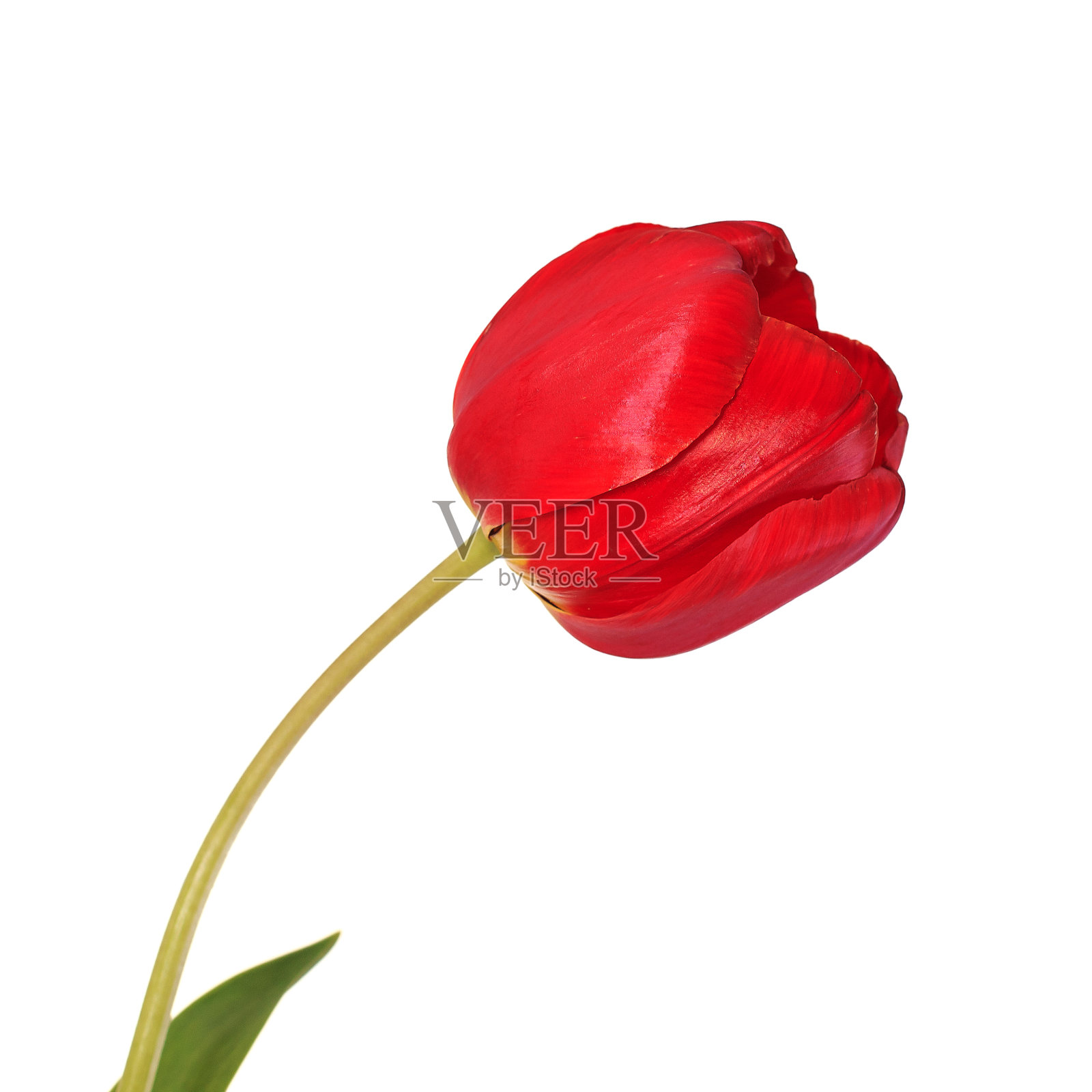 红色的郁金香头孤立在白色的背景上照片摄影图片