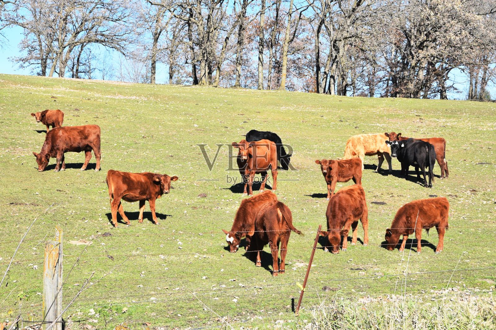 红牛安格斯牛照片摄影图片