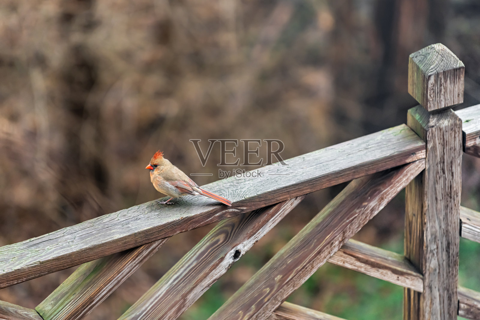 一只蓝冠鸦栖息在木质甲板围栏上,在夏季或春季高角度观看色彩斑斓的鸟照片摄影图片