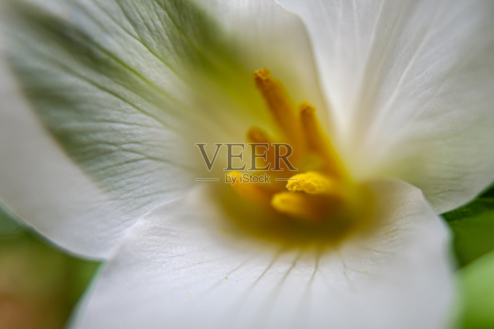 太平洋延龄草照片摄影图片