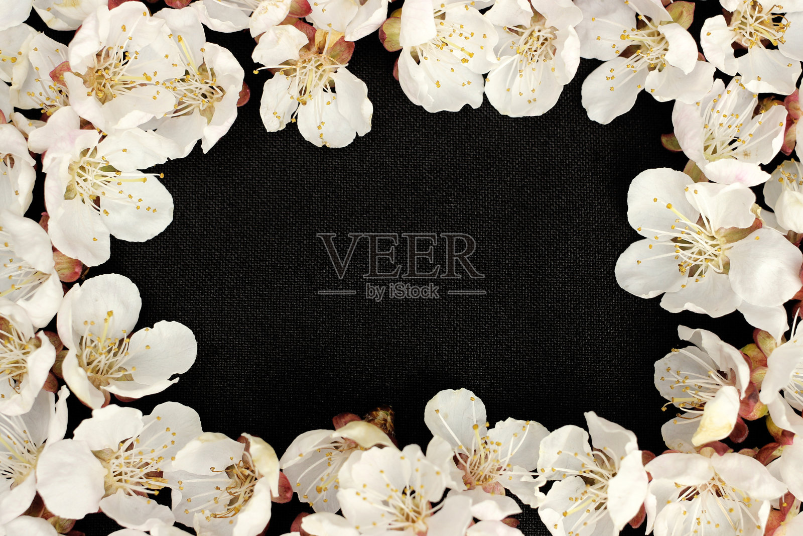 杏花框架上的黑色背景特写,文字空间照片摄影图片