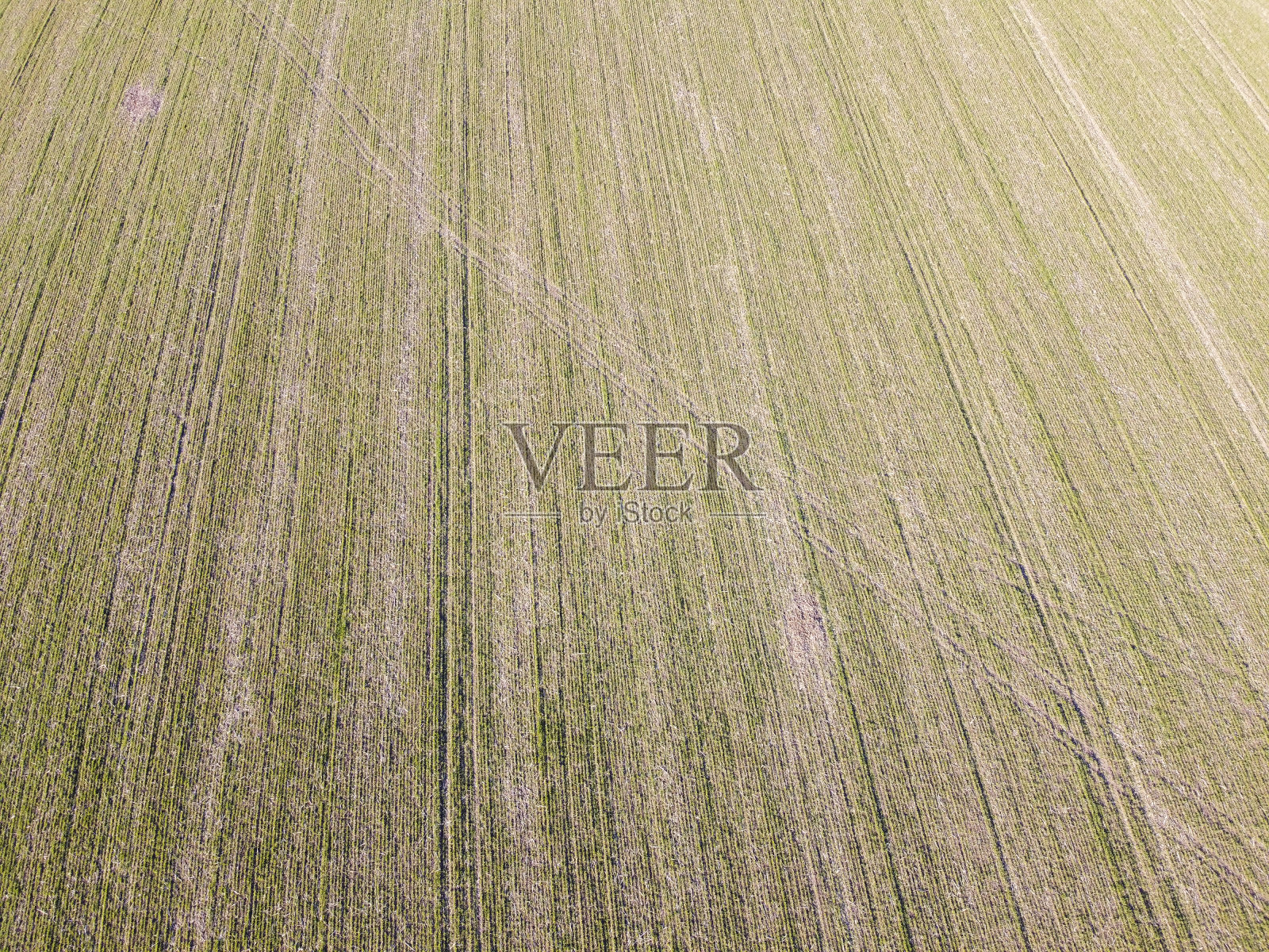 因恶劣天气而干燥的麦田田里的小麦上结了霜。照片摄影图片