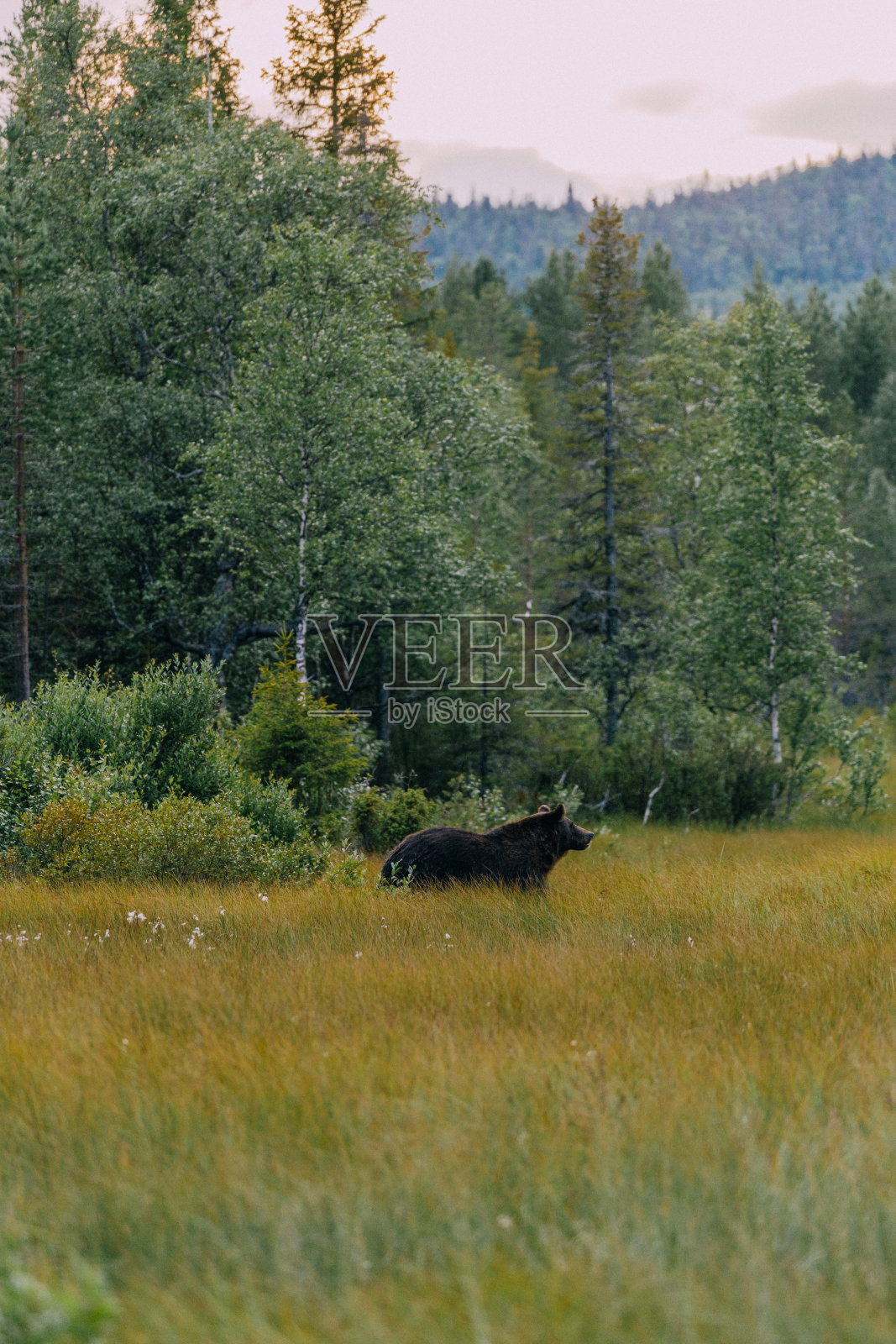 野生棕熊在森林里行走照片摄影图片