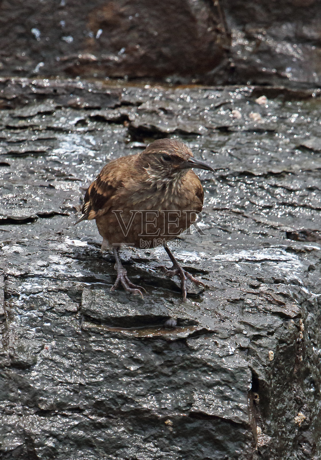 冲浪Cinclodes照片摄影图片