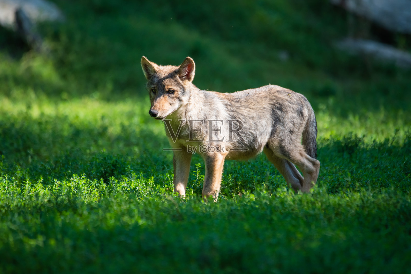加拿大Timberwolf照片摄影图片