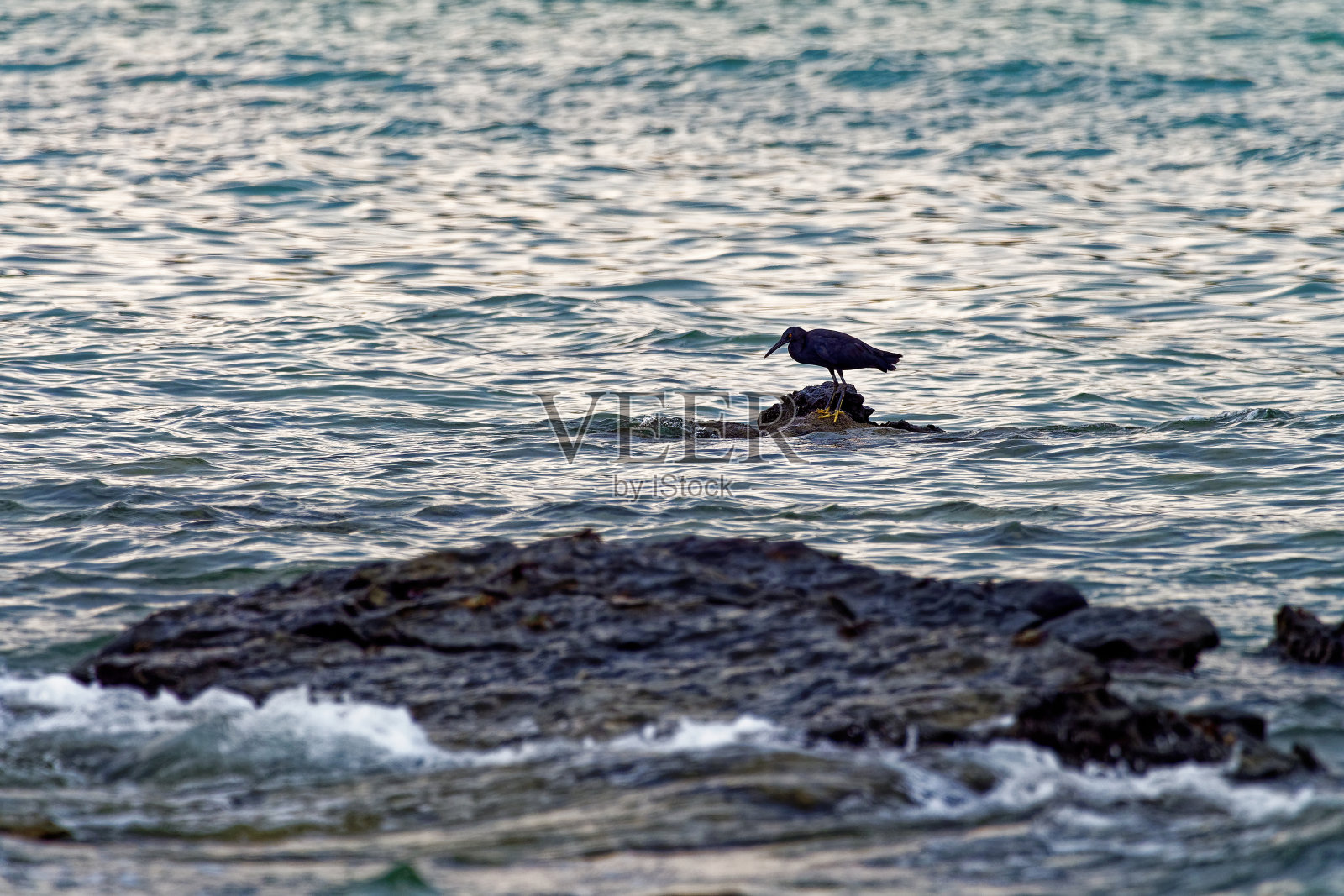 太平洋礁鹭-白鹭sacra被称为东礁鹭或东礁鹭,鹭的种类发现遍及南亚和大洋洲,深色和浅色的变形鸟。照片摄影图片