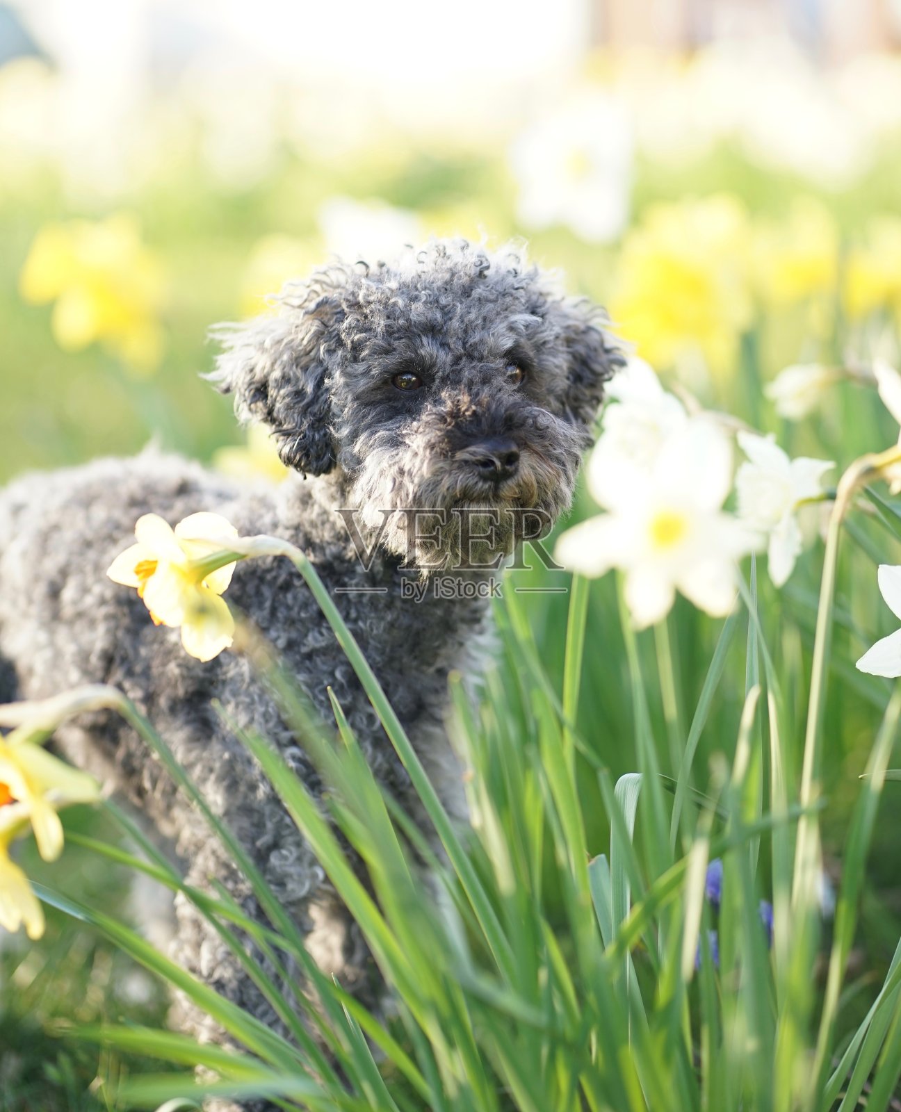 可爱的小灰矮狮子狗坐在黄色水仙斑块照片摄影图片
