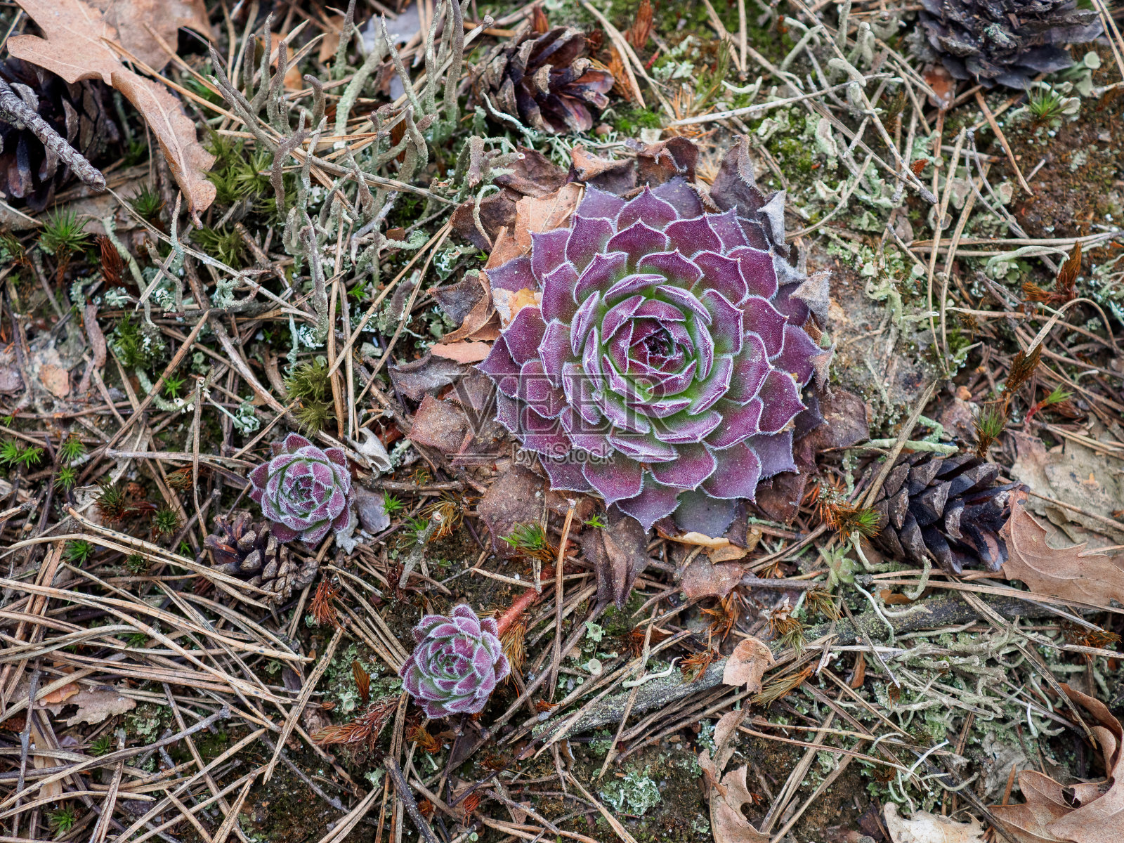 多汁的紫色多汁的在早春的森林里照片摄影图片