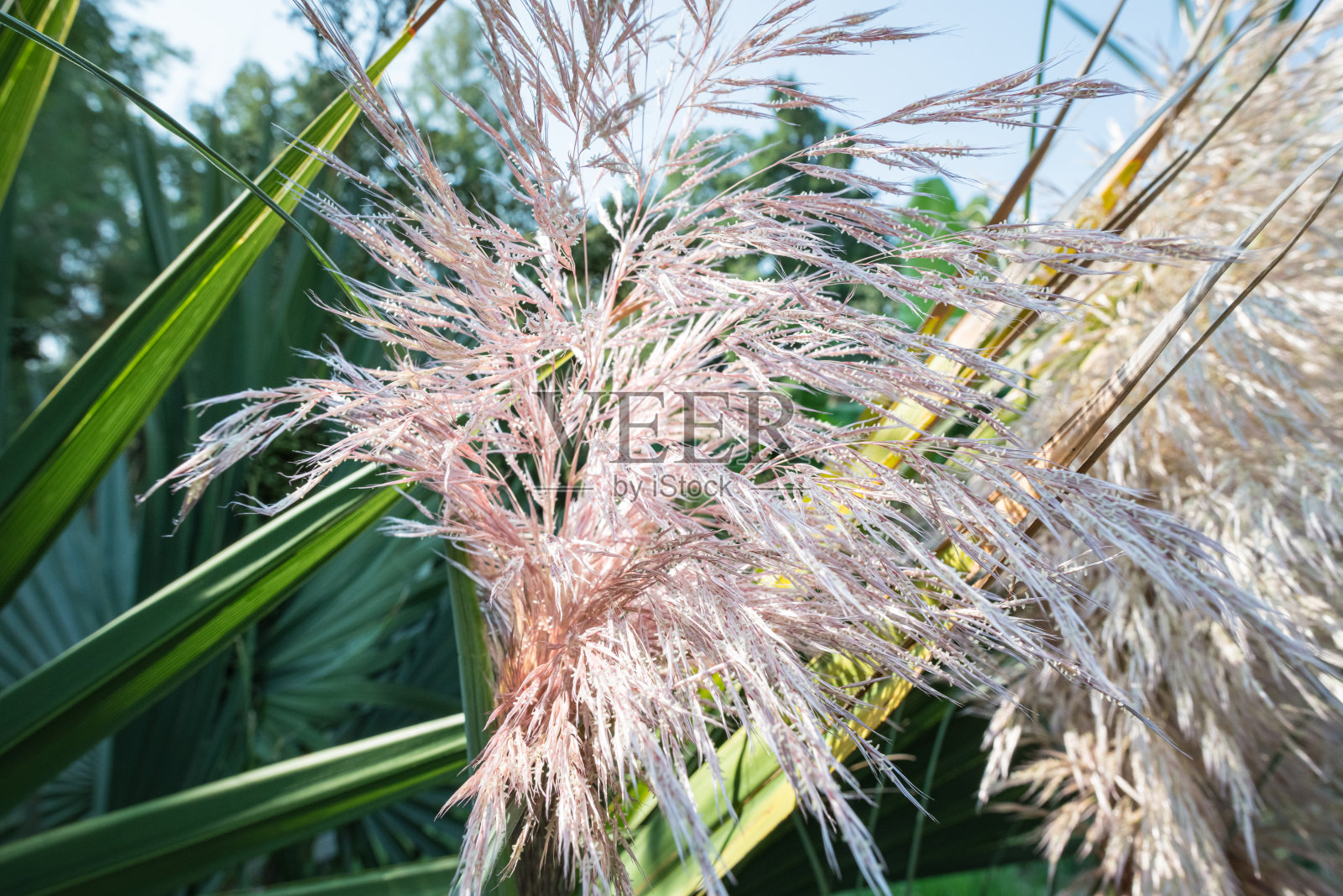 西伯利亚蜜耳草科,俗称西伯利亚蜜耳草,产于罗马尼亚多瑙河三角洲照片摄影图片