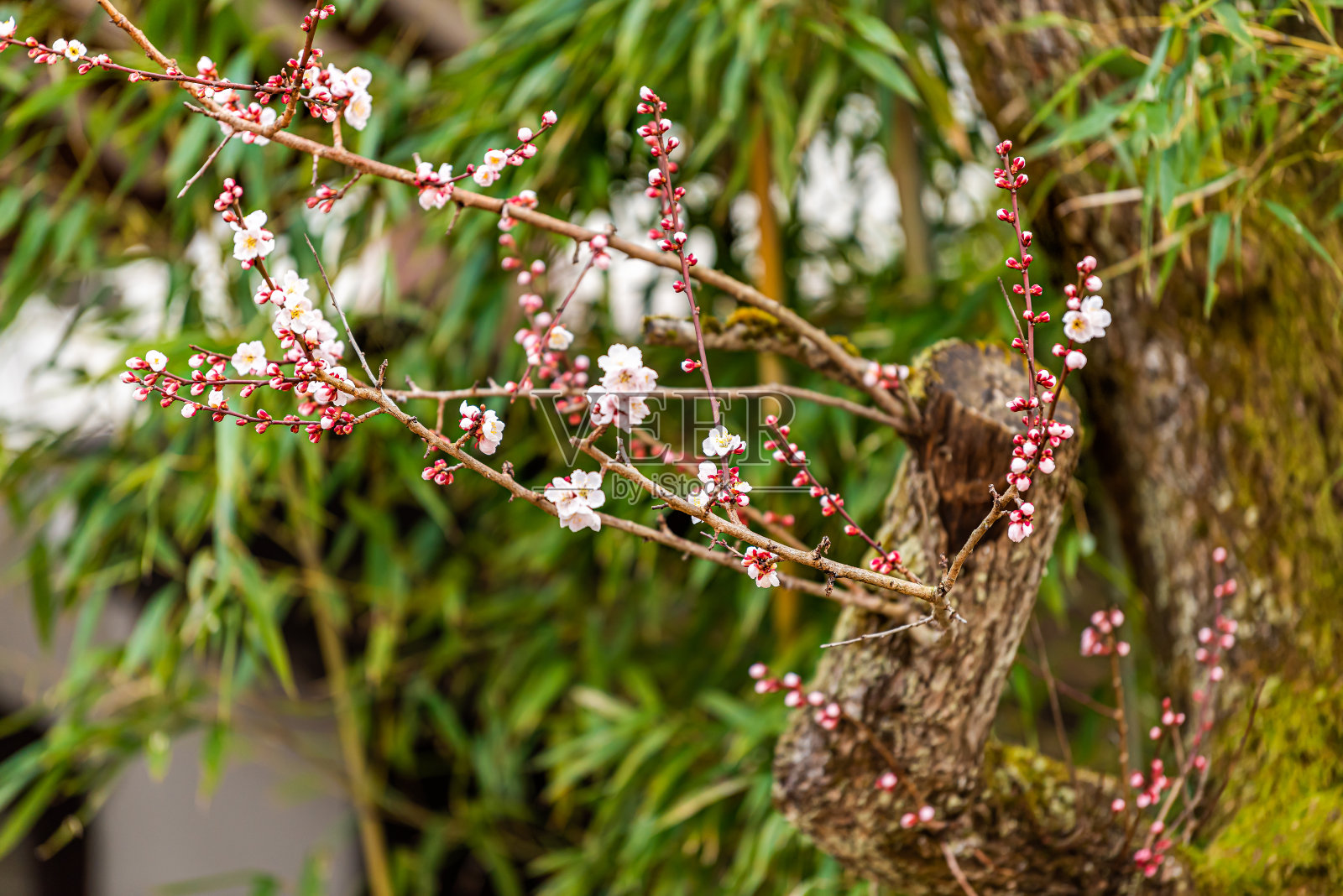 樱花树樱花盛开照片摄影图片
