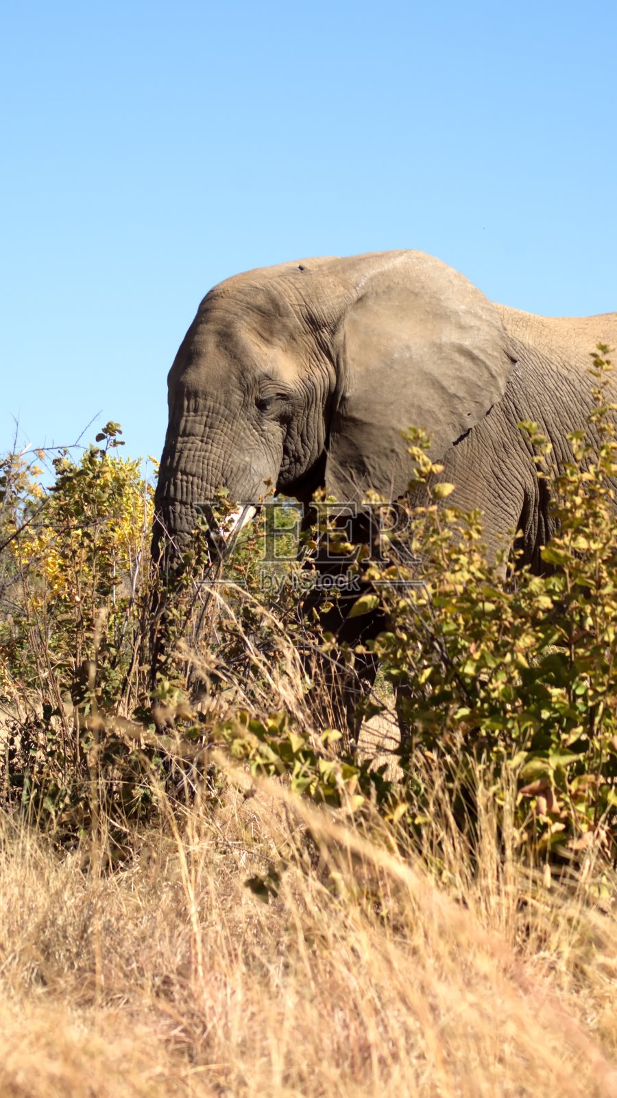 一个大象在高的,干燥的草的特写照片摄影图片
