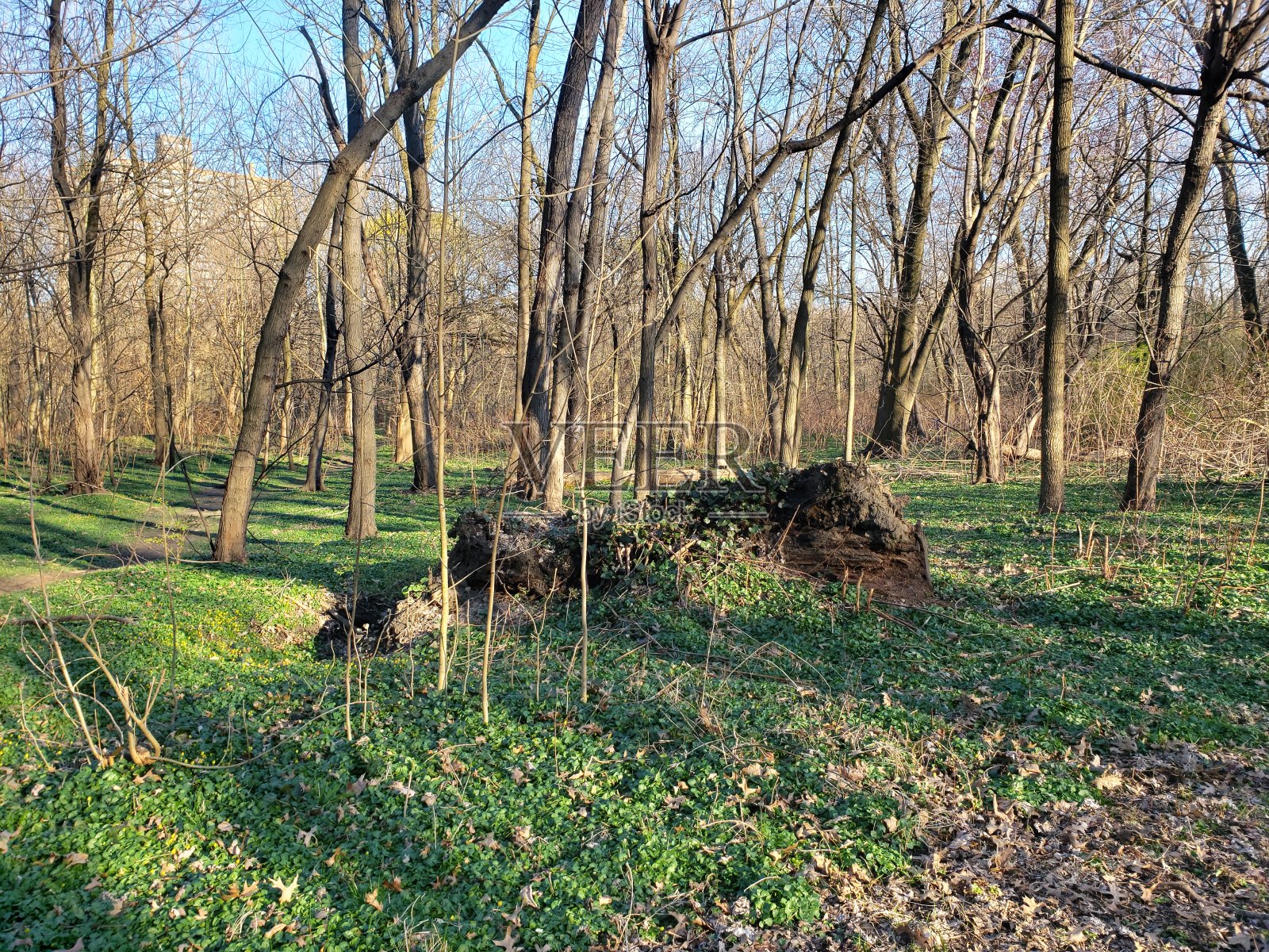土堆和树木与草和野花照片摄影图片